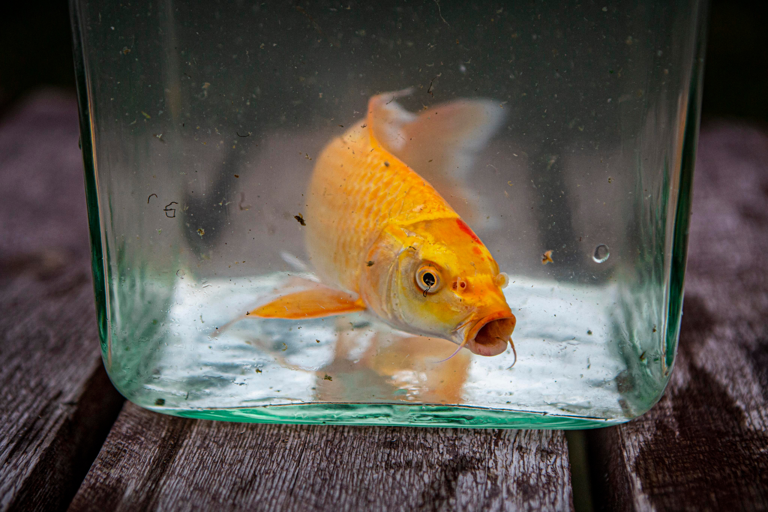 Карпы кои. Москои — декоративные рыбы карпы кои на продажу Москва, Дмитров, Курск