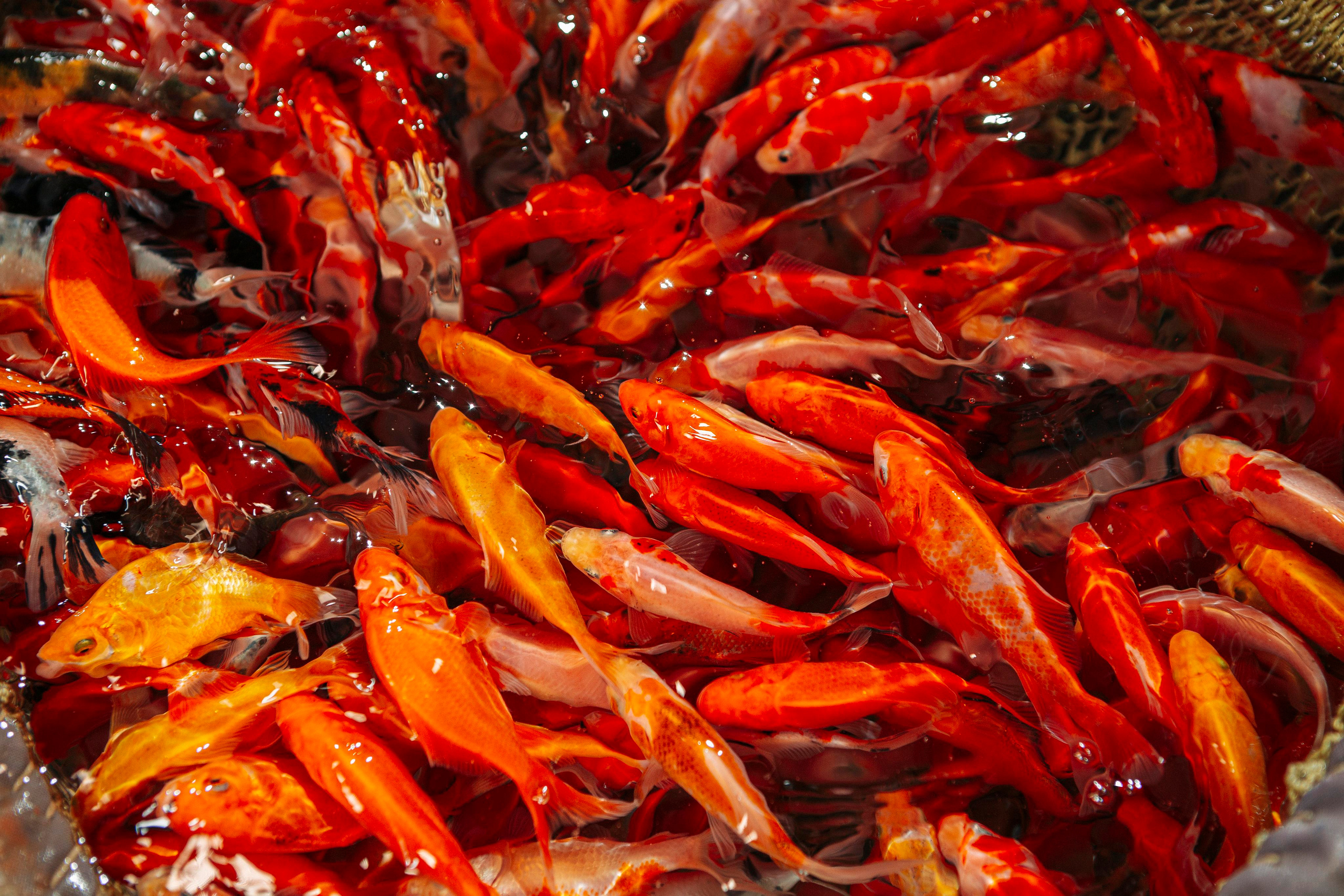 Кометы. Москои — декоративные рыбы карпы кои на продажу Москва, Дмитров, Курск