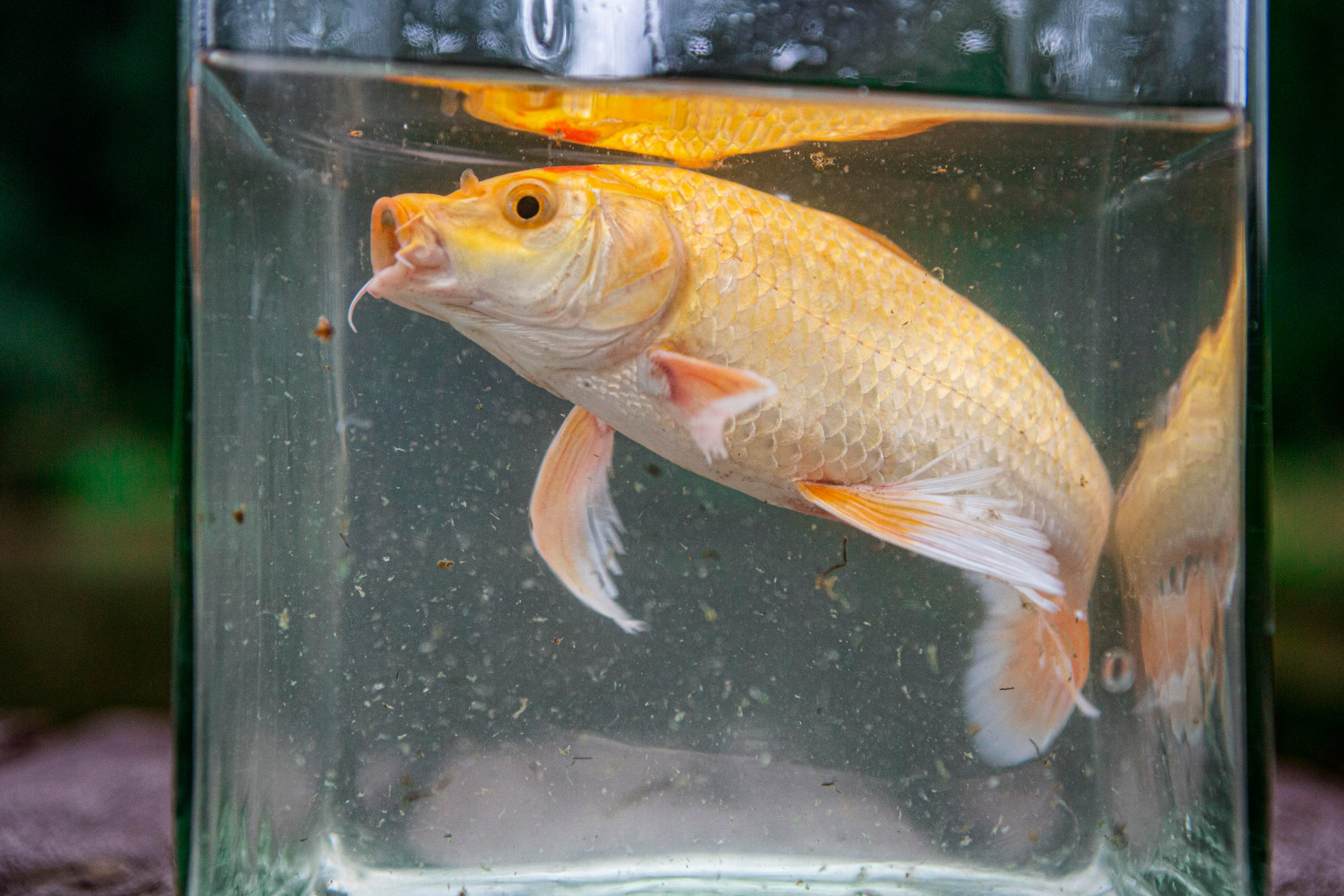 Карпы кои. Москои — декоративные рыбы карпы кои на продажу Москва, Дмитров, Курск