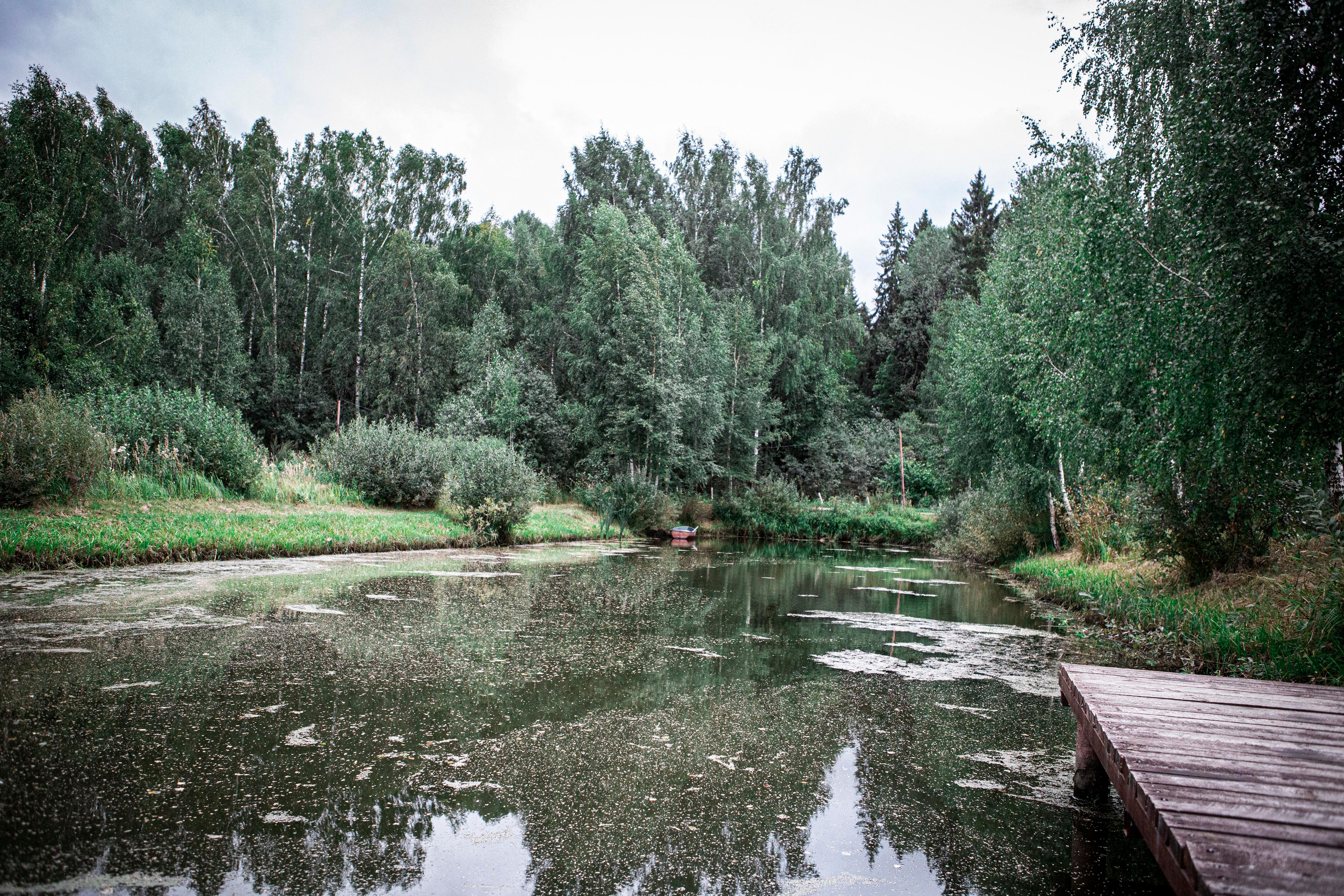 О нас. Москои — декоративные рыбы карпы кои на продажу Москва, Дмитров, Курск