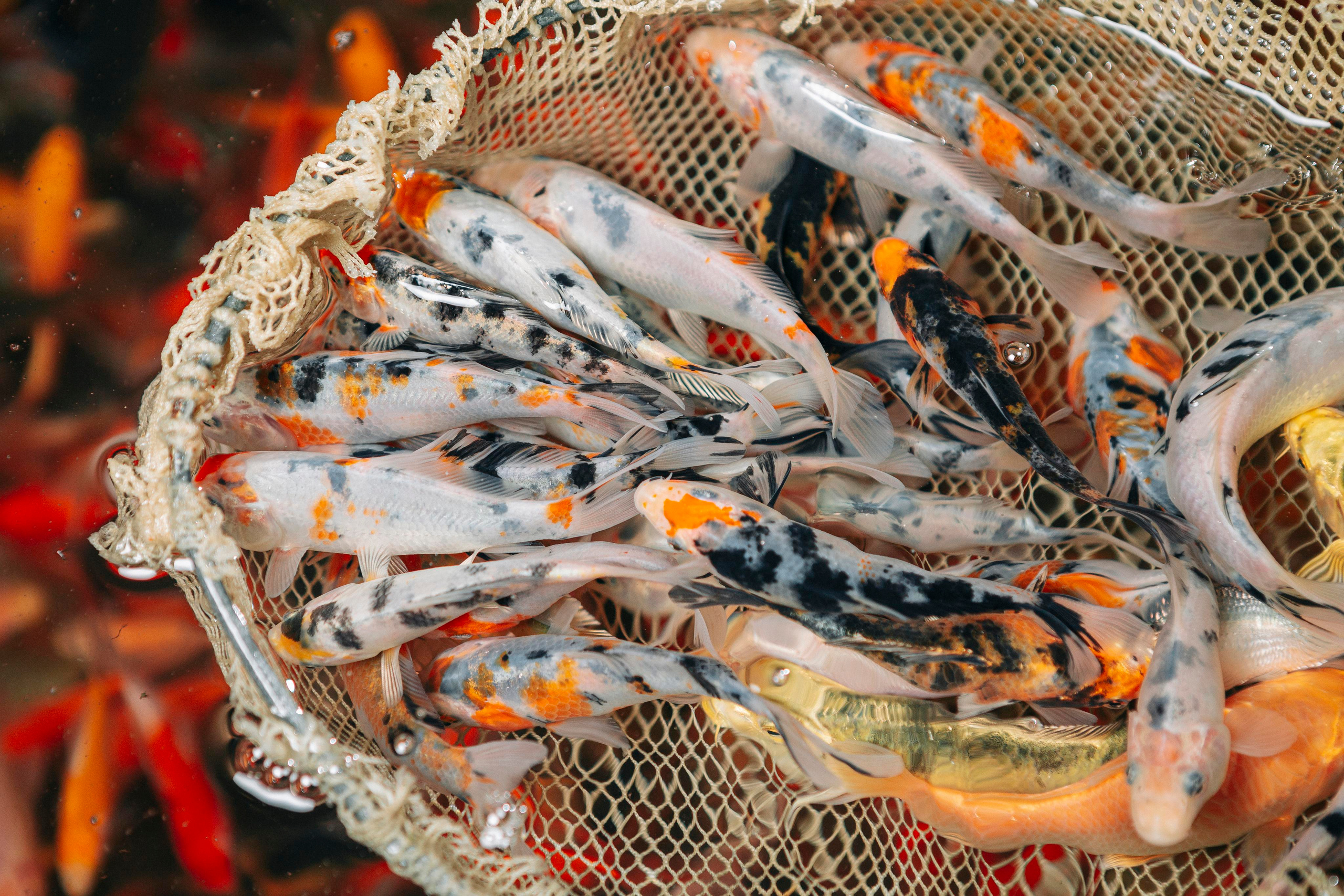 Карпы кои. Москои — декоративные рыбы карпы кои на продажу Москва, Дмитров, Курск