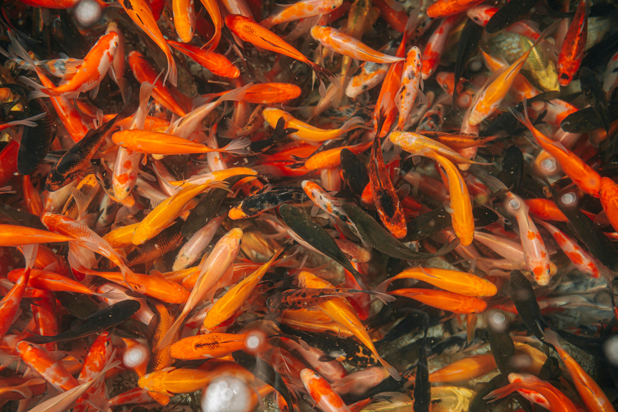 Карпы кои. Москои — декоративные рыбы карпы кои на продажу Москва, Дмитров, Курск