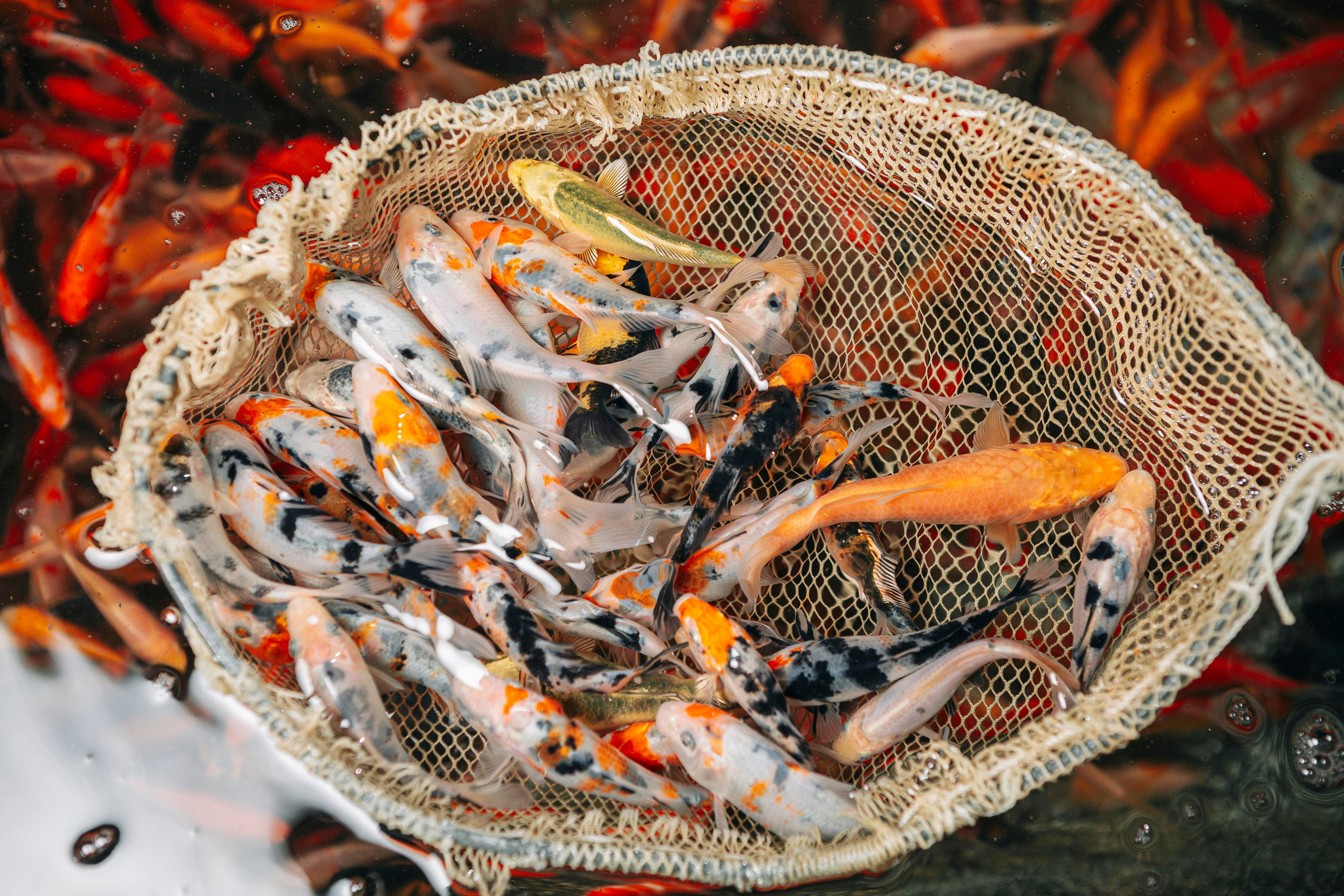 Карпы кои. Москои — декоративные рыбы карпы кои на продажу Москва, Дмитров, Курск