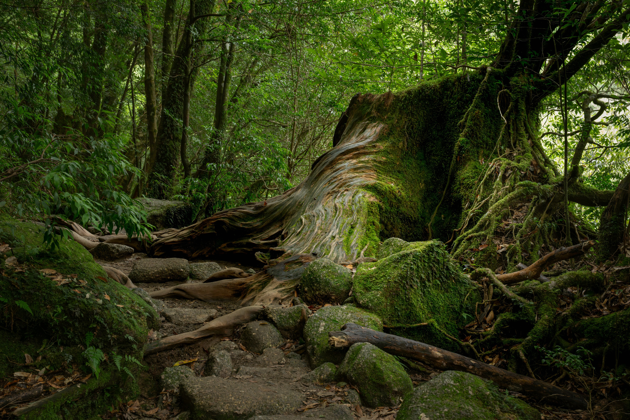 Yakushima, Якусима, 屋久島, Japan island, Japanese nature, UNESCO World Heritage, Kyushu island, Kagoshima prefecture, subtropical island, Yakushima island Japan, travel Japan, nature Japan, Yakushima forest, Yakusugi, cedar forest, ancient cedar, moss forest, Shiratani Unsuikyo, mystical forest, rain forest Japan, subtropical forest, green nature, hiking Yakushima, Yakushima travel, Japan hidden gem, off the beaten path Japan, island adventure, Japanese countryside, nature lovers, Japan photography, travel photography, landscape photography