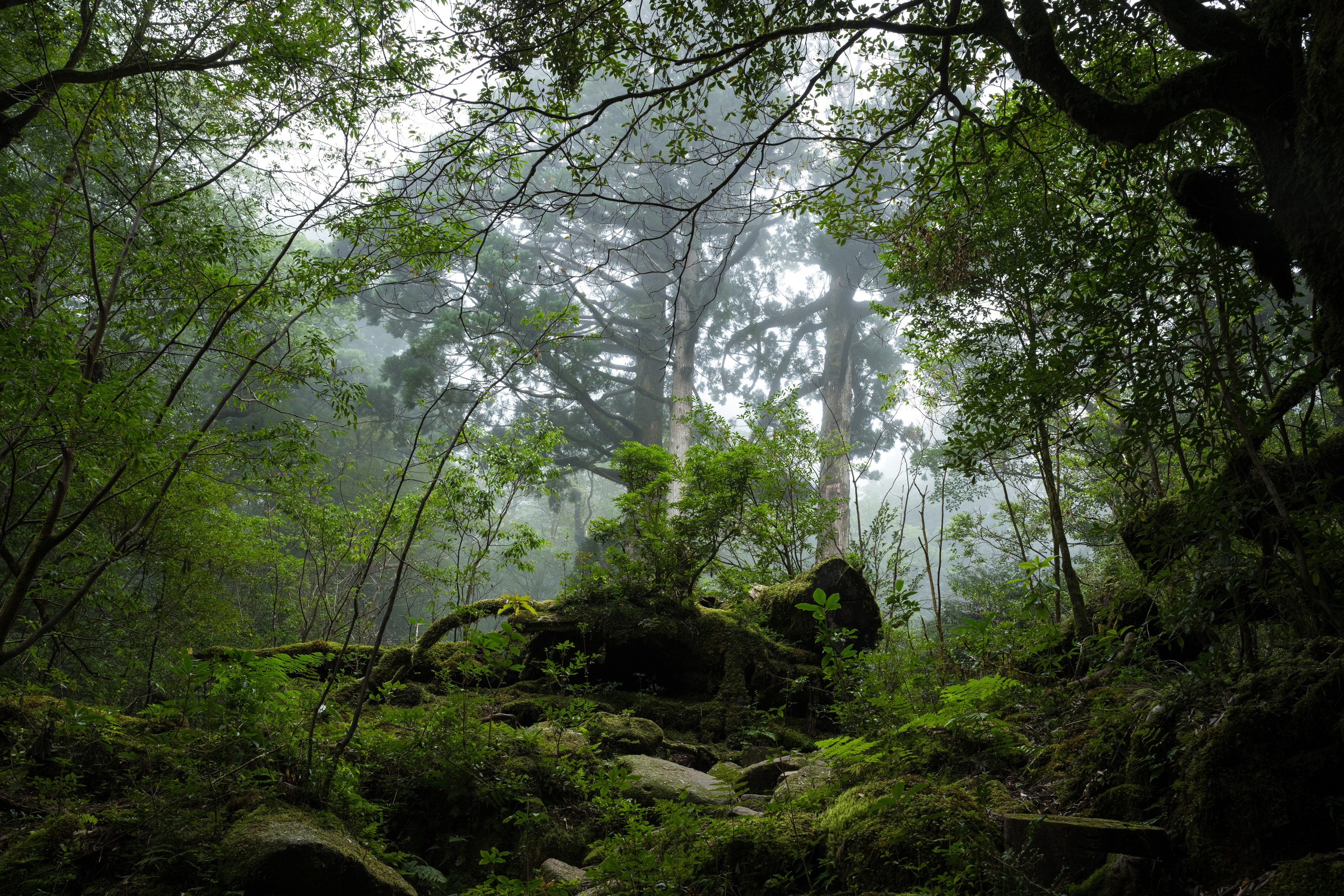 Yakushima, Якусима, 屋久島, Japan island, Japanese nature, UNESCO World Heritage, Kyushu island, Kagoshima prefecture, subtropical island, Yakushima island Japan, travel Japan, nature Japan, Yakushima forest, Yakusugi, cedar forest, ancient cedar, moss forest, Shiratani Unsuikyo, mystical forest, rain forest Japan, subtropical forest, green nature, hiking Yakushima, Yakushima travel, Japan hidden gem, off the beaten path Japan, island adventure, Japanese countryside, nature lovers, Japan photography, travel photography, landscape photography