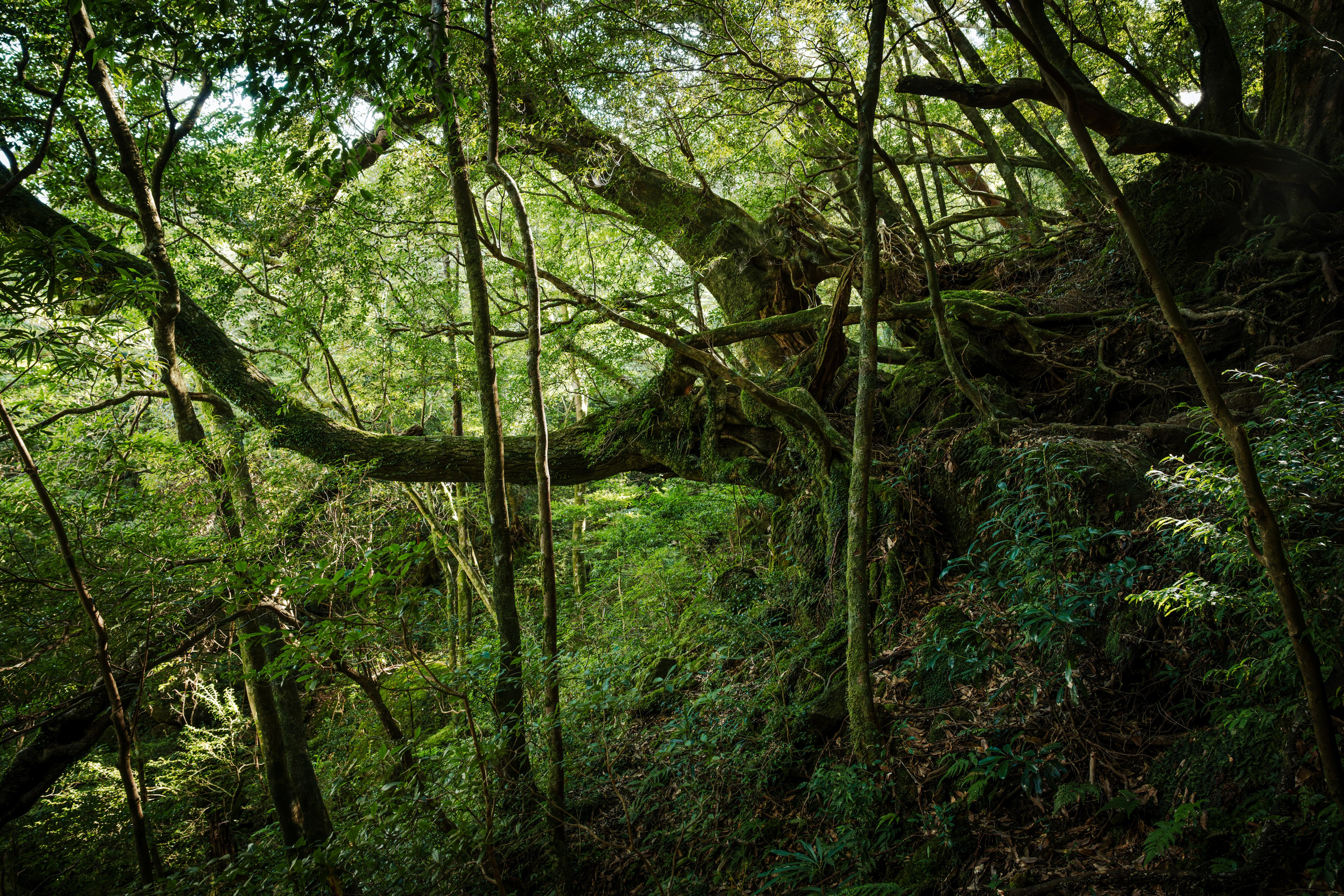 Yakushima, Якусима, 屋久島, Japan island, Japanese nature, UNESCO World Heritage, Kyushu island, Kagoshima prefecture, subtropical island, Yakushima island Japan, travel Japan, nature Japan, Yakushima forest, Yakusugi, cedar forest, ancient cedar, moss forest, Shiratani Unsuikyo, mystical forest, rain forest Japan, subtropical forest, green nature, hiking Yakushima, Yakushima travel, Japan hidden gem, off the beaten path Japan, island adventure, Japanese countryside, nature lovers, Japan photography, travel photography, landscape photography