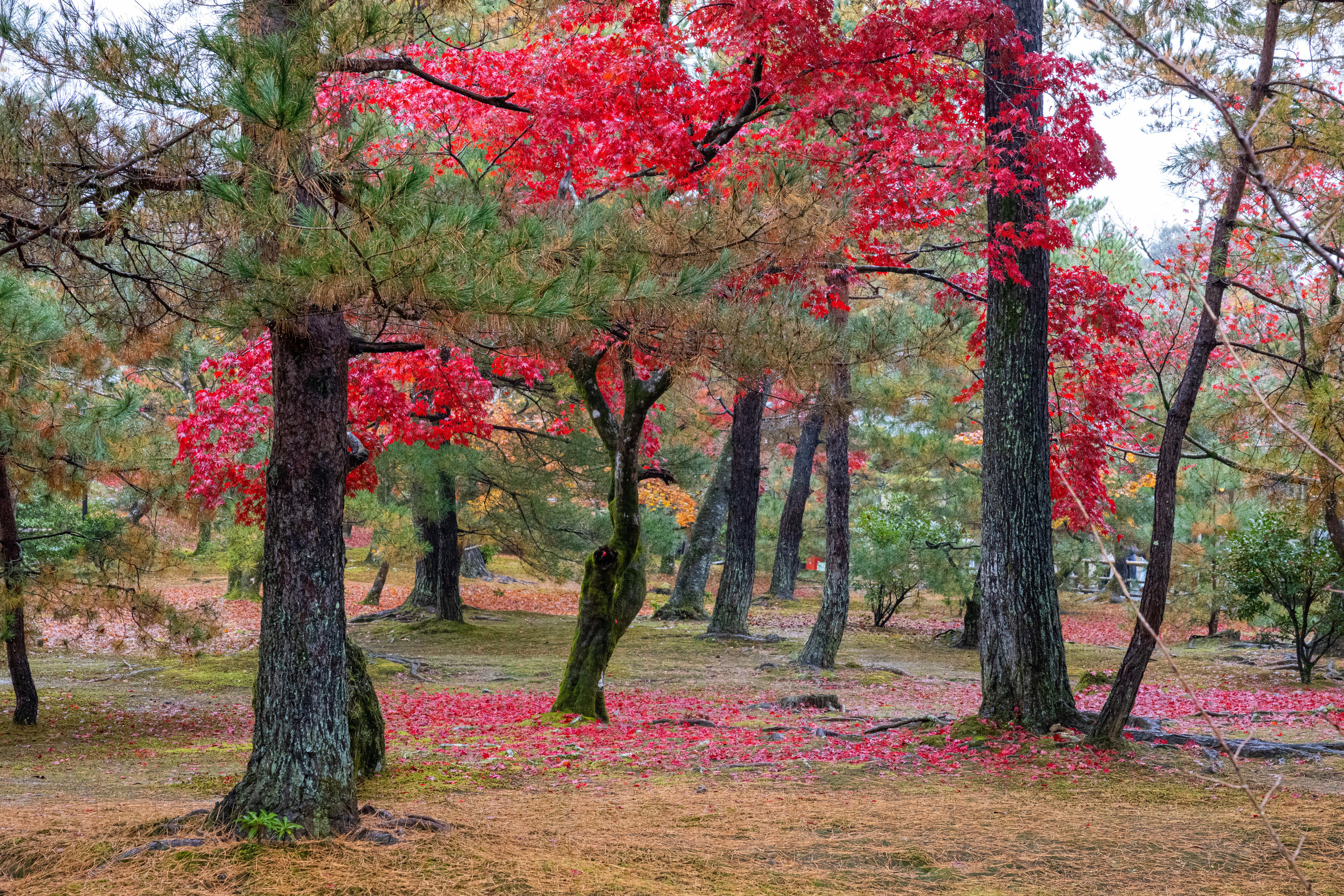 Фотографии Тиграна Худавердяна