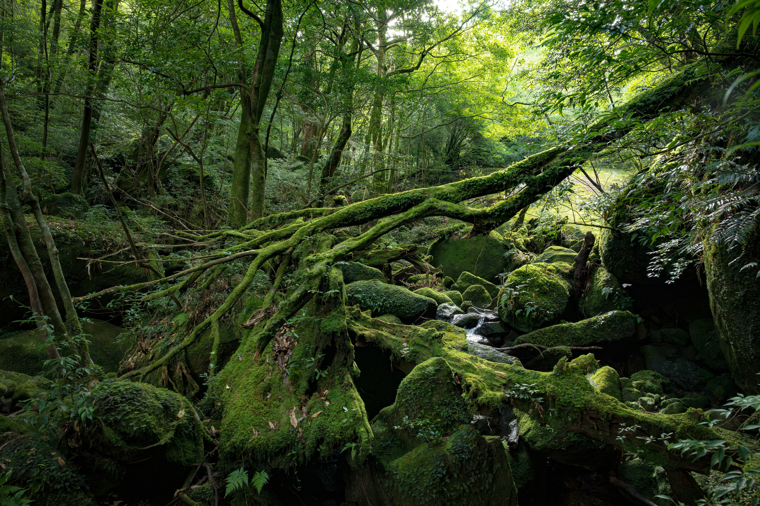 Yakushima, Якусима, 屋久島, Japan island, Japanese nature, UNESCO World Heritage, Kyushu island, Kagoshima prefecture, subtropical island, Yakushima island Japan, travel Japan, nature Japan, Yakushima forest, Yakusugi, cedar forest, ancient cedar, moss forest, Shiratani Unsuikyo, mystical forest, rain forest Japan, subtropical forest, green nature, hiking Yakushima, Yakushima travel, Japan hidden gem, off the beaten path Japan, island adventure, Japanese countryside, nature lovers, Japan photography, travel photography, landscape photography