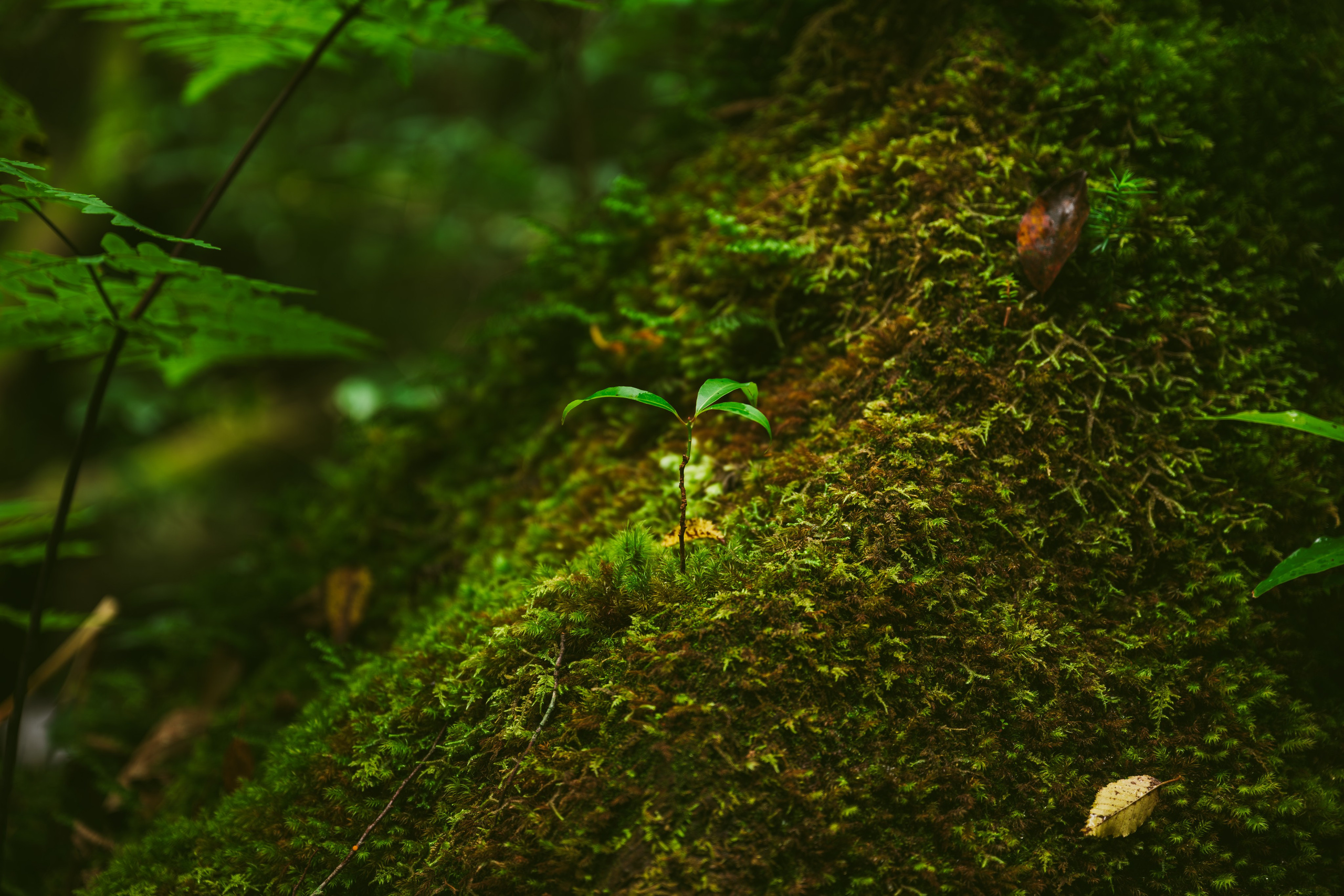 Yakushima, Якусима, 屋久島, Japan island, Japanese nature, UNESCO World Heritage, Kyushu island, Kagoshima prefecture, subtropical island, Yakushima island Japan, travel Japan, nature Japan, Yakushima forest, Yakusugi, cedar forest, ancient cedar, moss forest, Shiratani Unsuikyo, mystical forest, rain forest Japan, subtropical forest, green nature, hiking Yakushima, Yakushima travel, Japan hidden gem, off the beaten path Japan, island adventure, Japanese countryside, nature lovers, Japan photography, travel photography, landscape photography