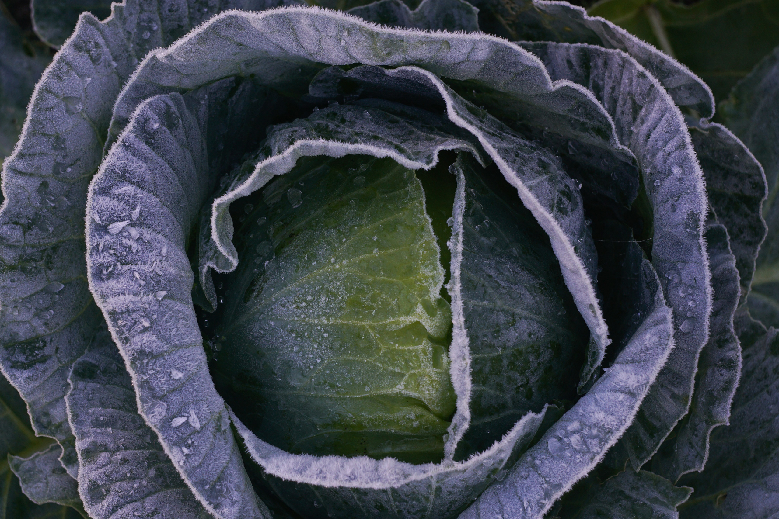 Вдохновение. Фотограф Софья Горбунова