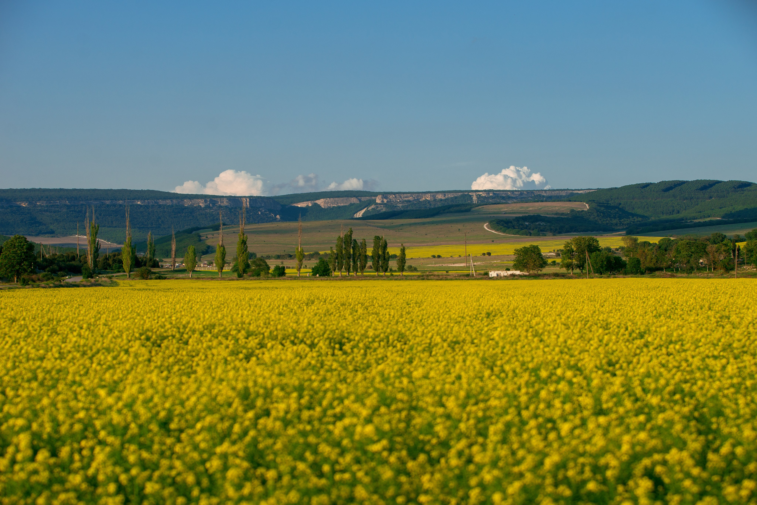 Что цветет в Крыму зимой, весной, летом и осенью. Семейный фотограф в Севастополе и Крыму Александра Погребняк