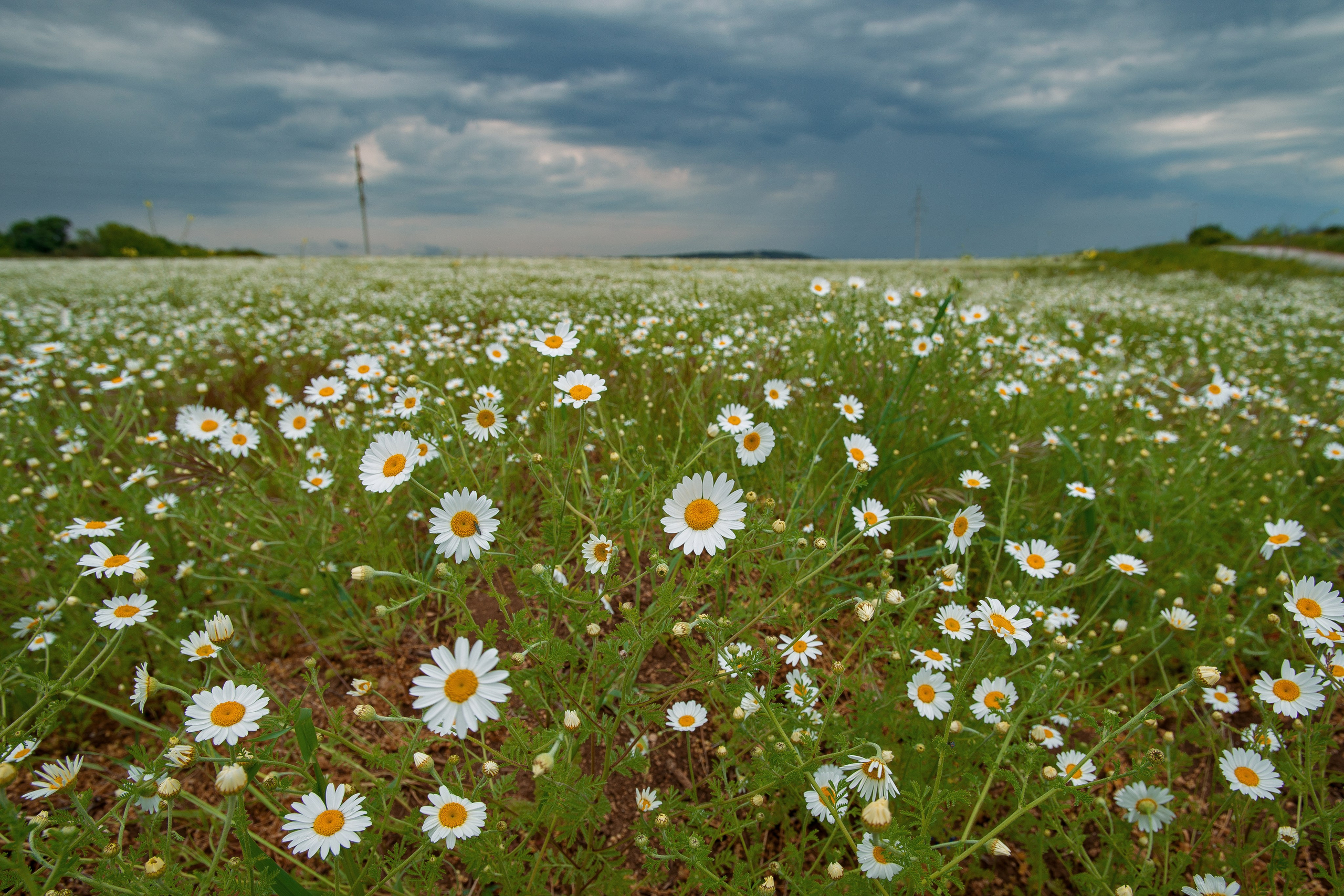 Что цветет в Крыму зимой, весной, летом и осенью. Семейный фотограф в Севастополе и Крыму Александра Погребняк