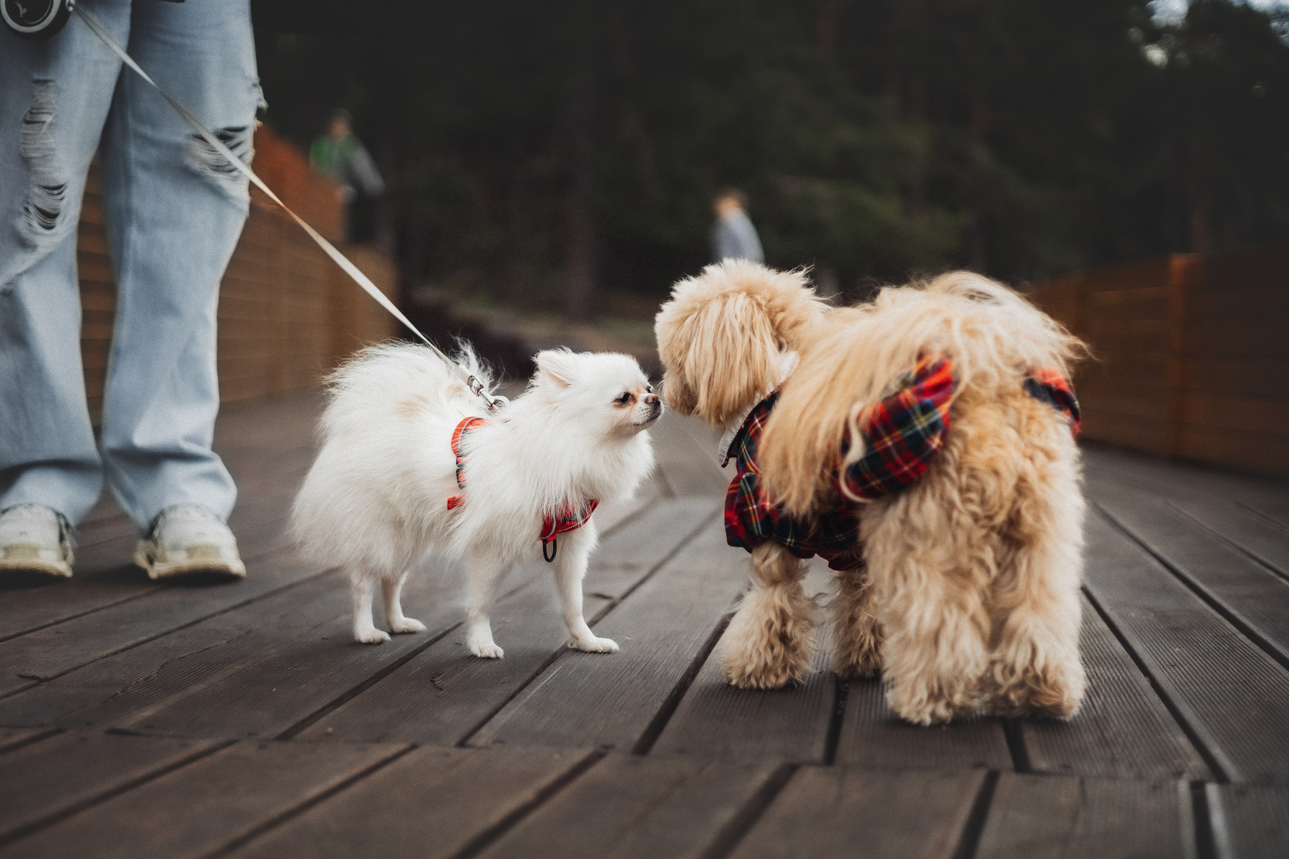 Услуги. Фотограф для людей и их питомцев Вика Шальнева