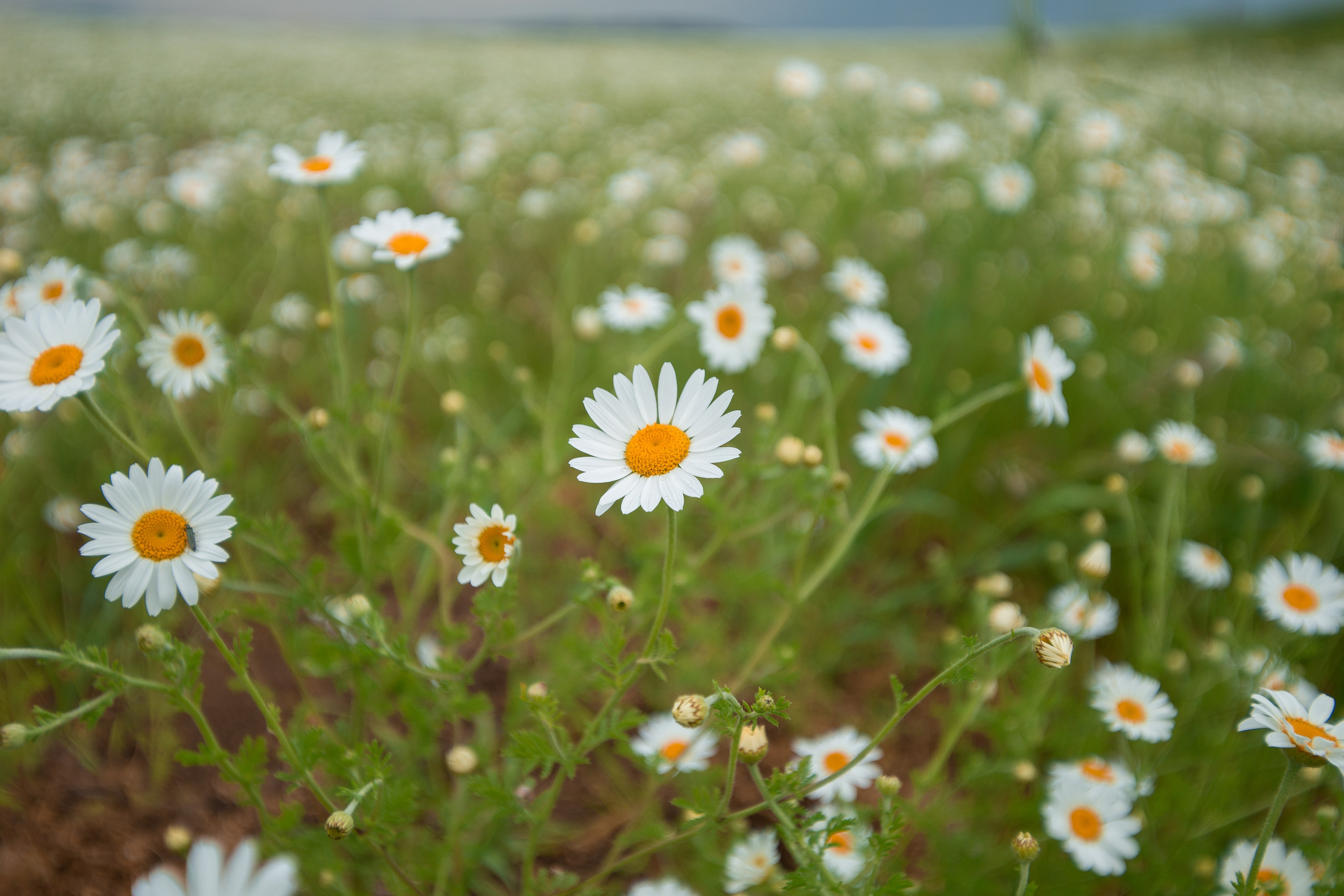 Что цветет в Крыму зимой, весной, летом и осенью. Семейный фотограф в Севастополе и Крыму Александра Погребняк