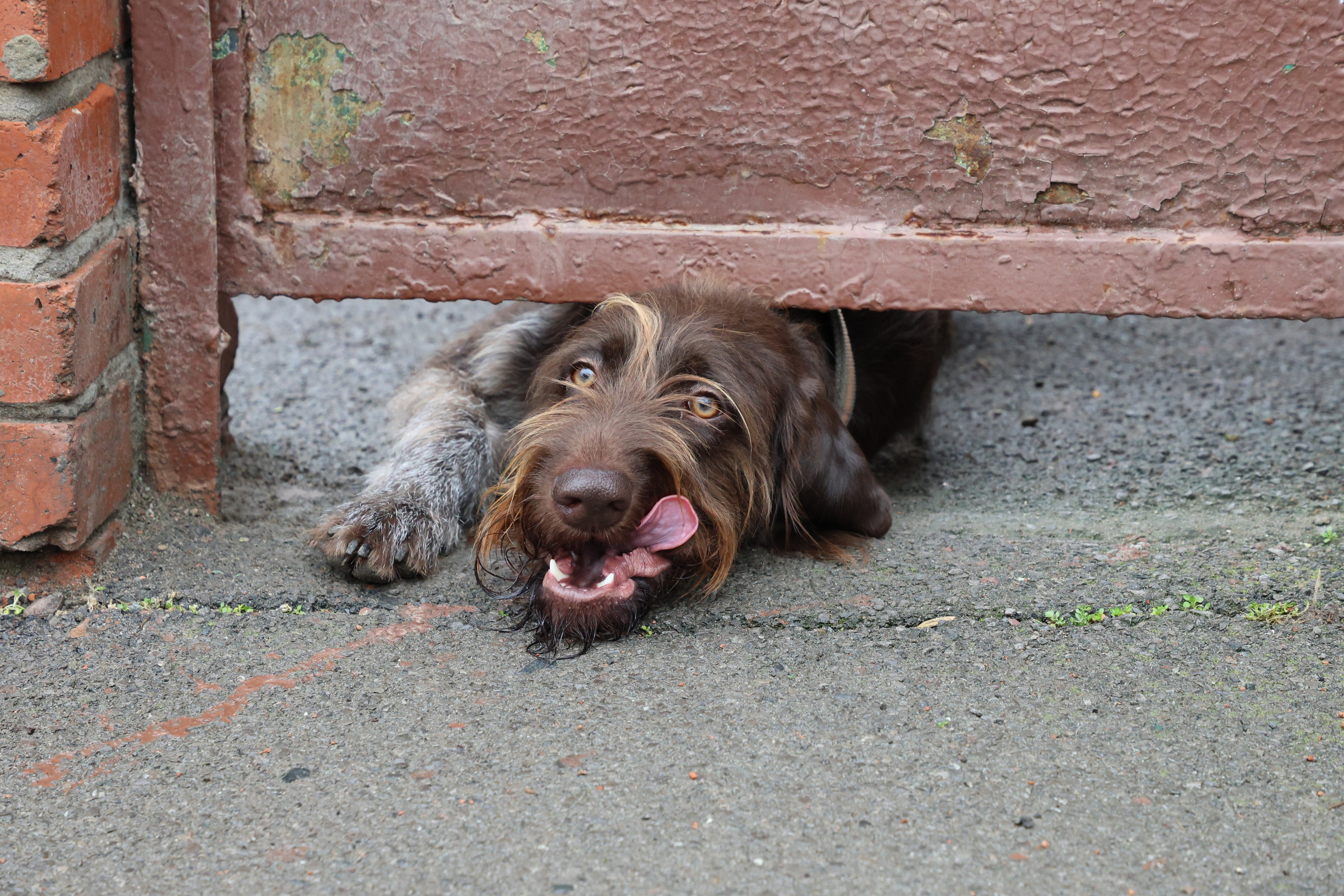 Путеводитель по страницам сайта https://photo-mig.ru. Фото-художник и Репортажный фотограф Николаев Александр Алексеевич