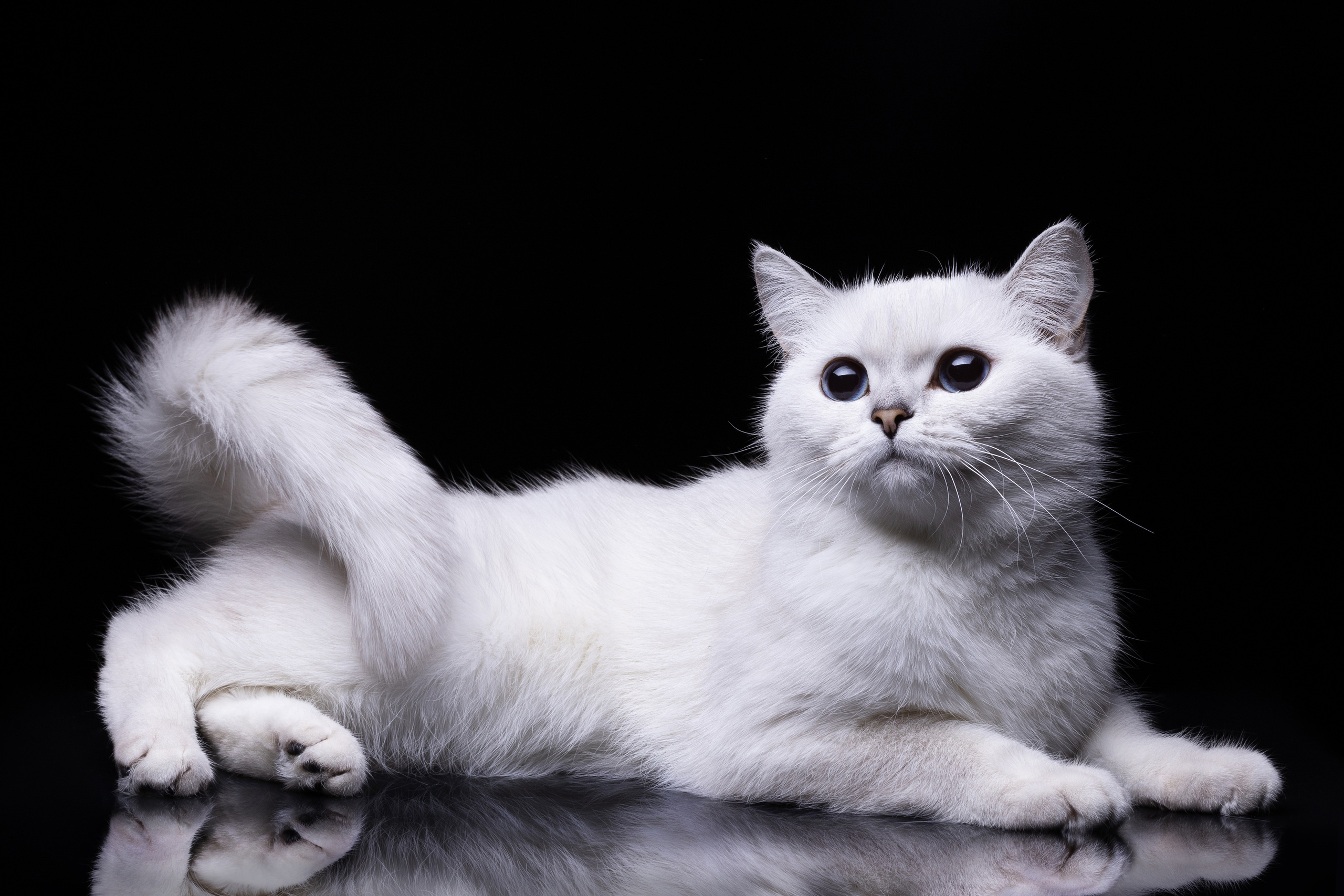 Белая кошка. Британская порода.