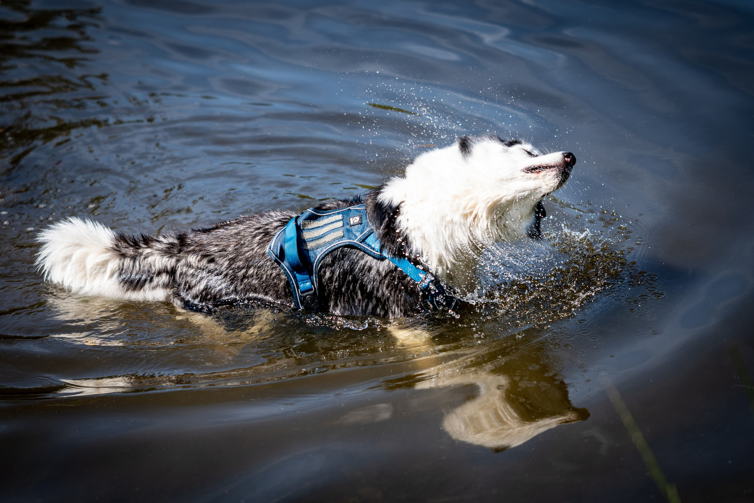 Как снимать животных: просто и с душой. Фотограф анималист в Санкт-Петербурге Таша Крейв