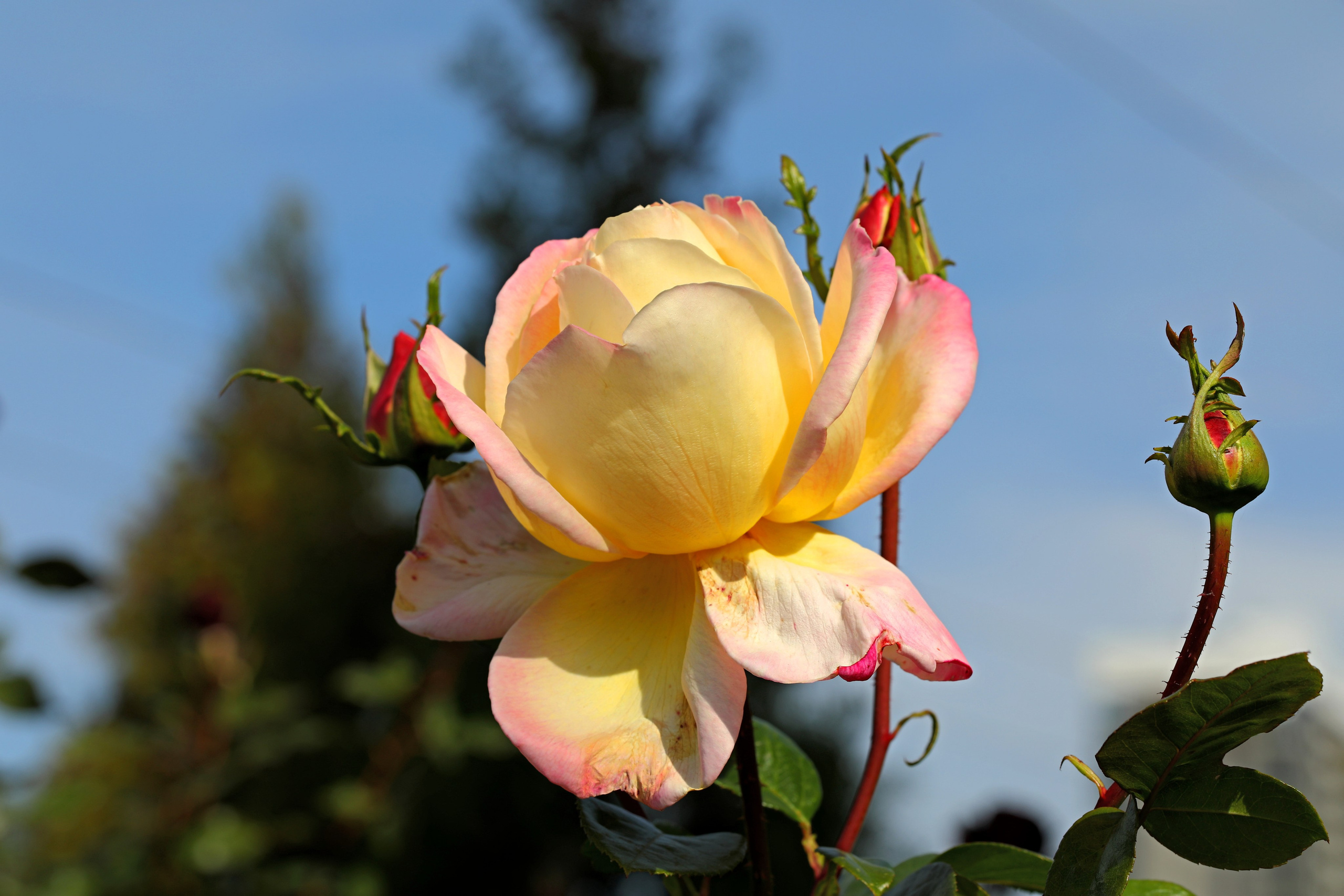КЛИЕНТЫ Скачать проекты. Фото-художник и Репортажный фотограф Николаев Александр Алексеевич