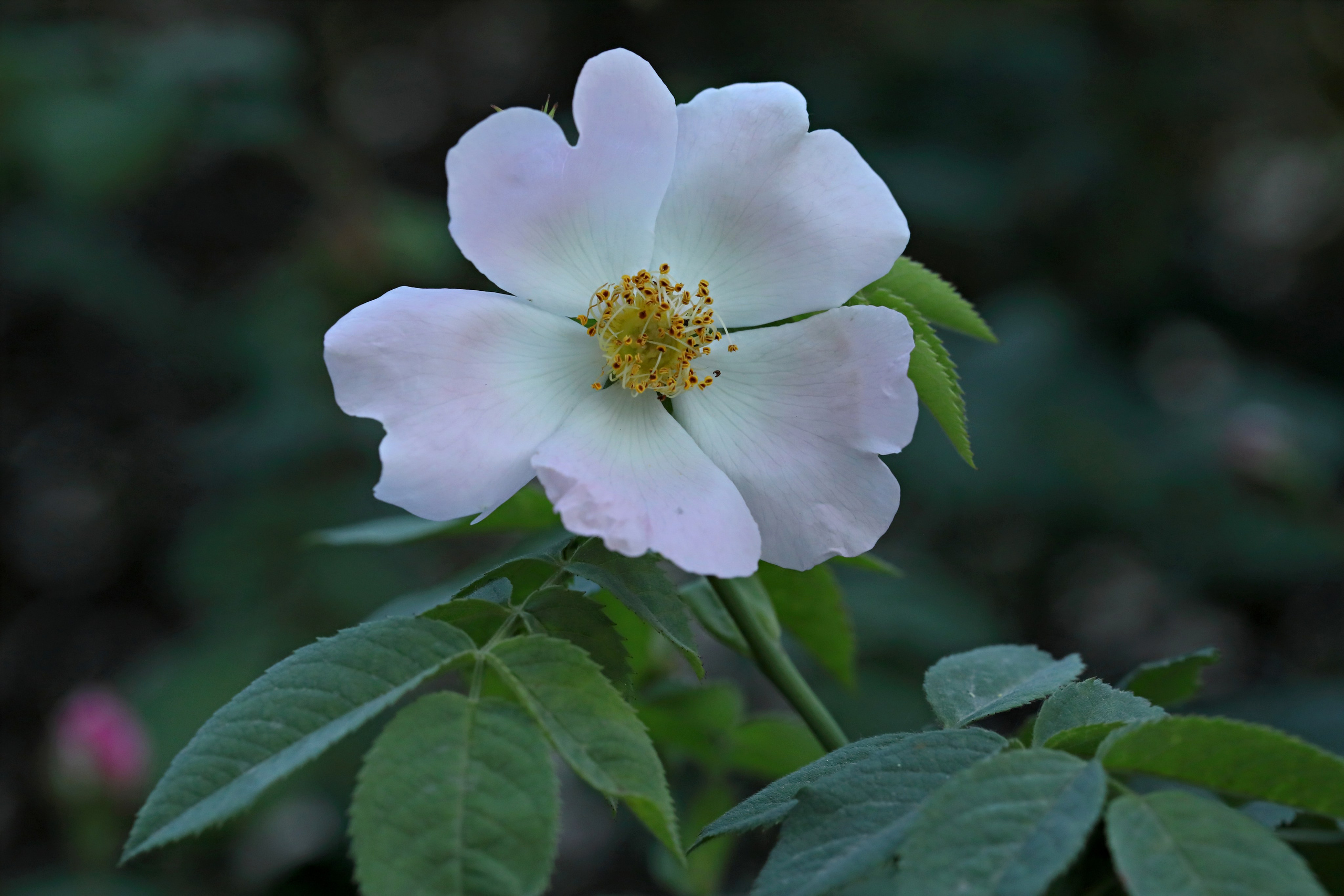 КУПИТЬ ФОТОГРАФИИ Мои проекты! Весенне-летняя акция! Все снимки по 10,00 рублей!. Фото-художник и Репортажный фотограф Николаев Александр Алексеевич