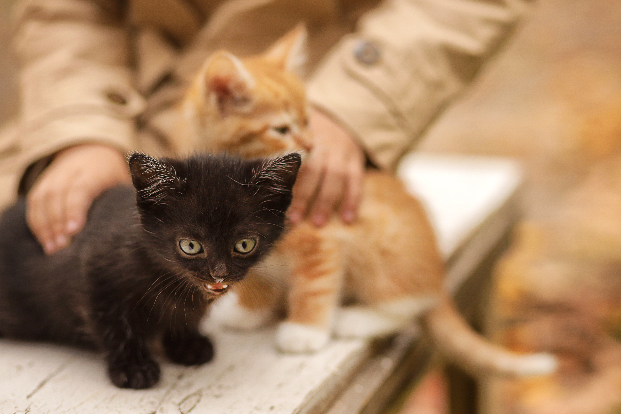 Профессиональный фотограф в Ярославле Катерина Грехова