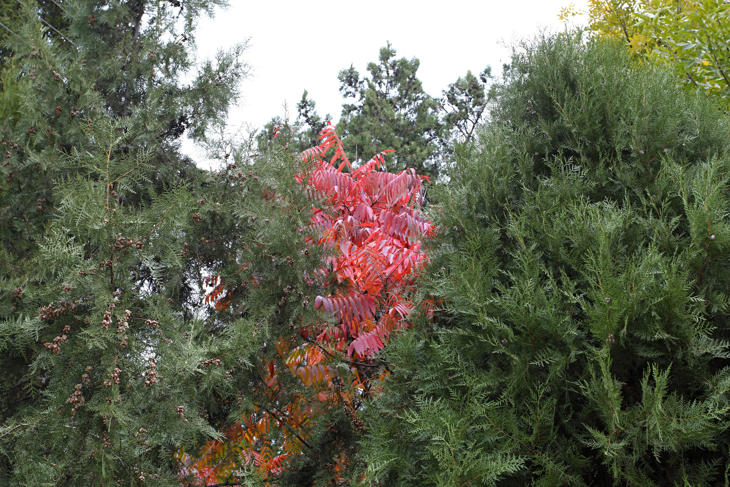 Контакты. Фото-художник и Репортажный фотограф Николаев Александр Алексеевич