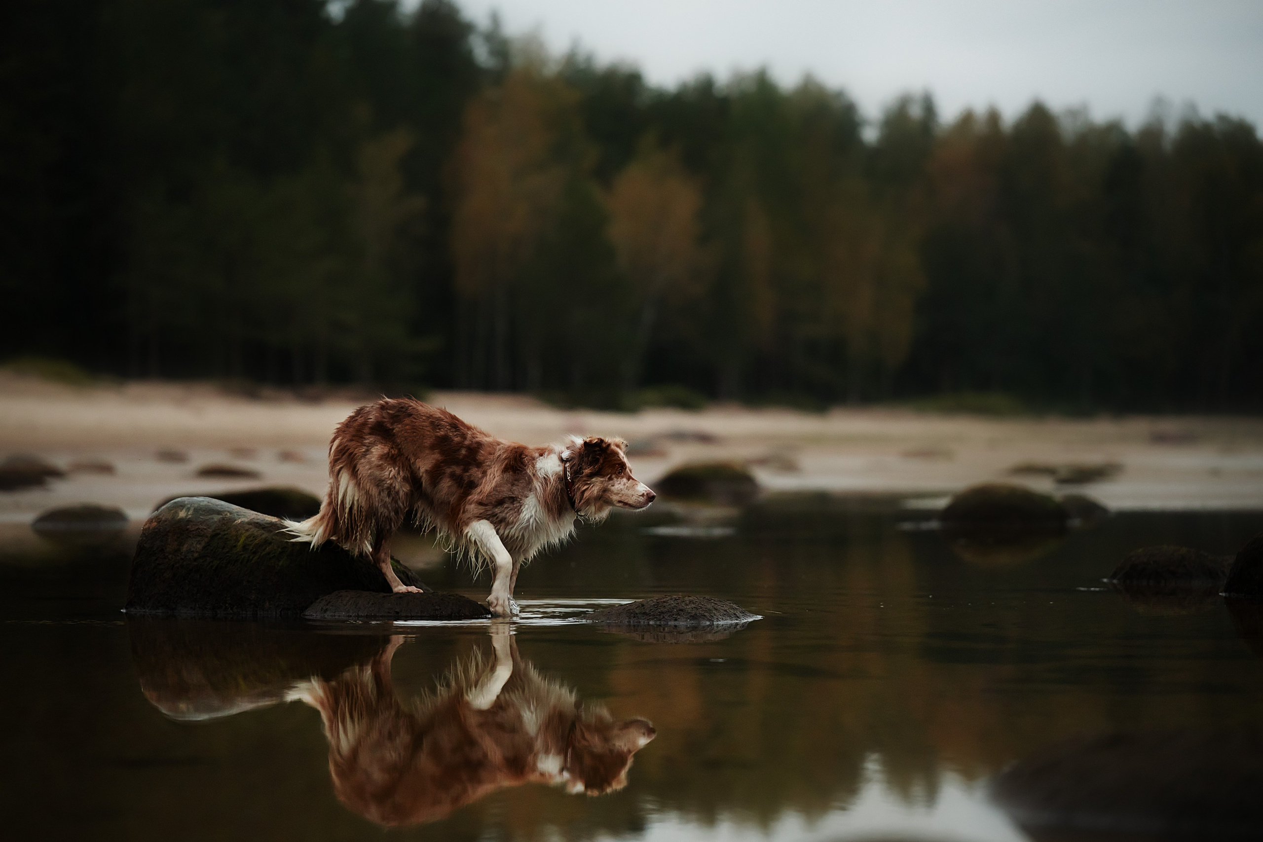 Услуги. Фотограф-анималист Виктория Симонова. СПб