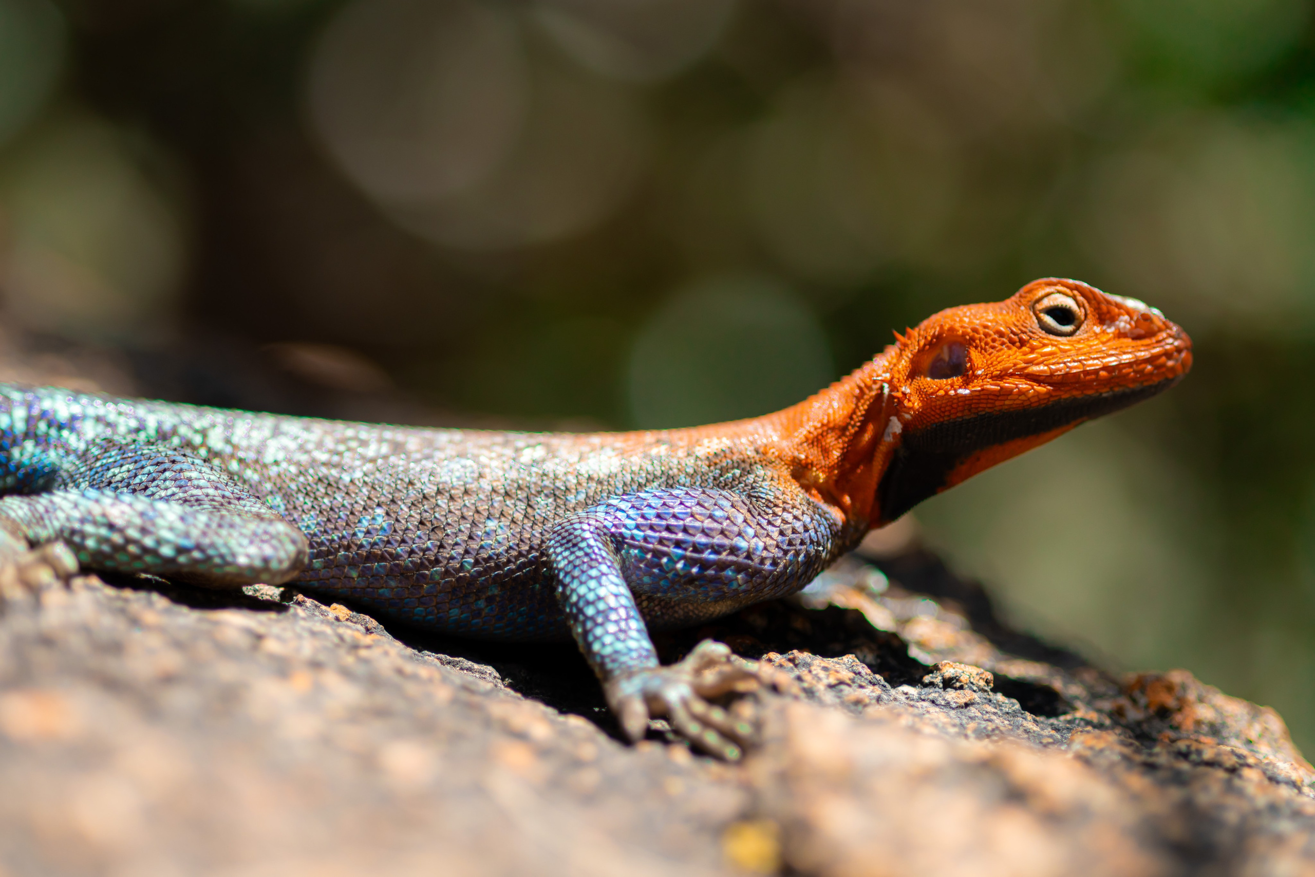 Фотограф Николай Шевченко