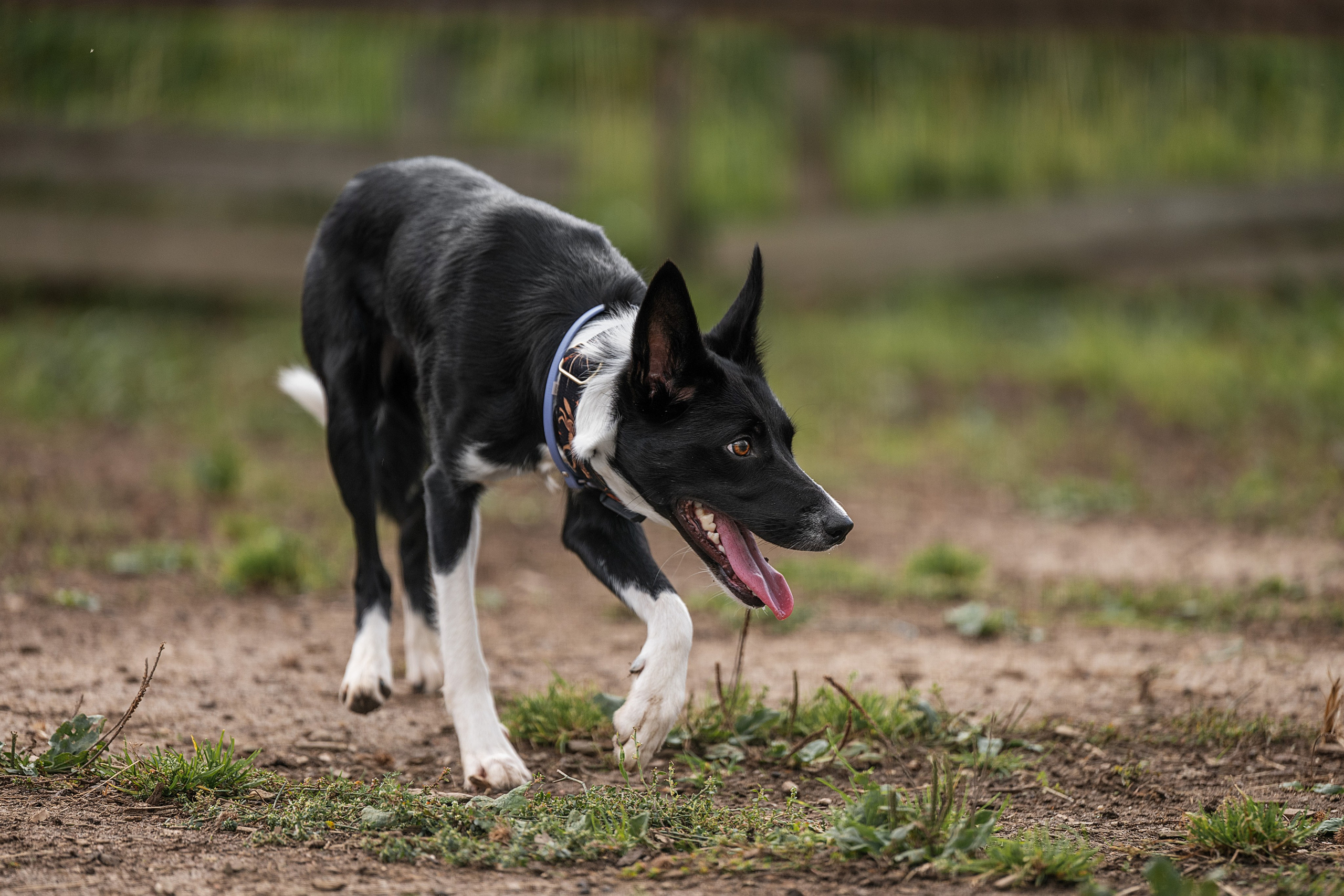 Услуги. Фотограф-анималист Виктория Симонова. СПб