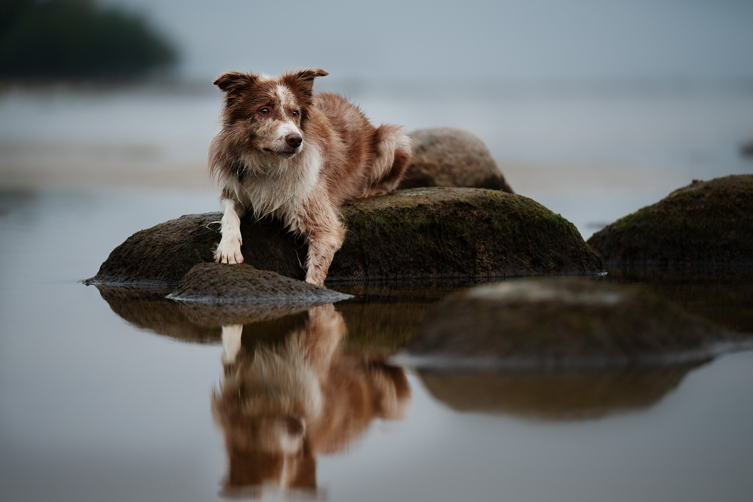 Фотограф-анималист Виктория Симонова. СПб