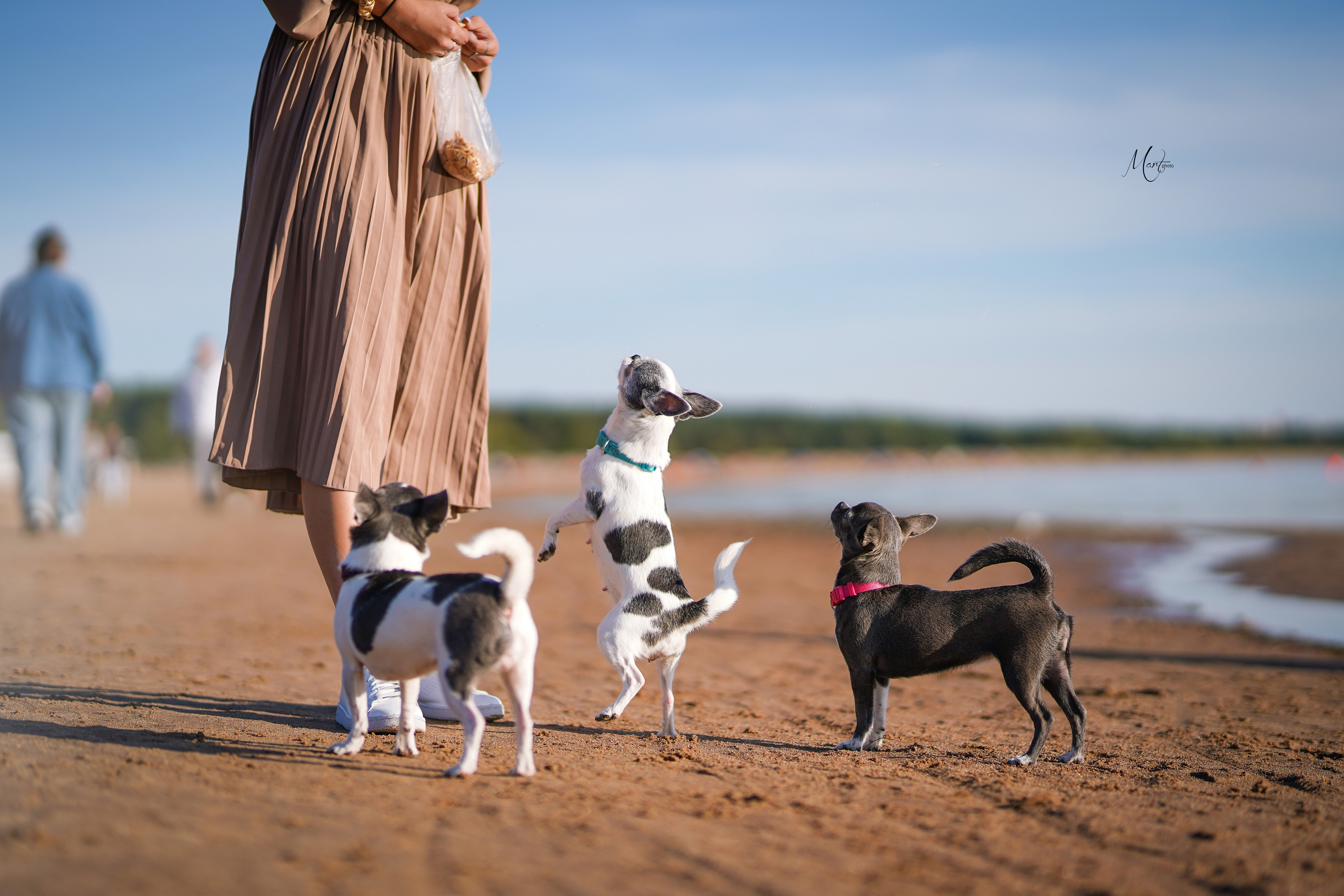 Услуги. Фотограф-анималист в Санкт-Петербурге Яна Мартынова