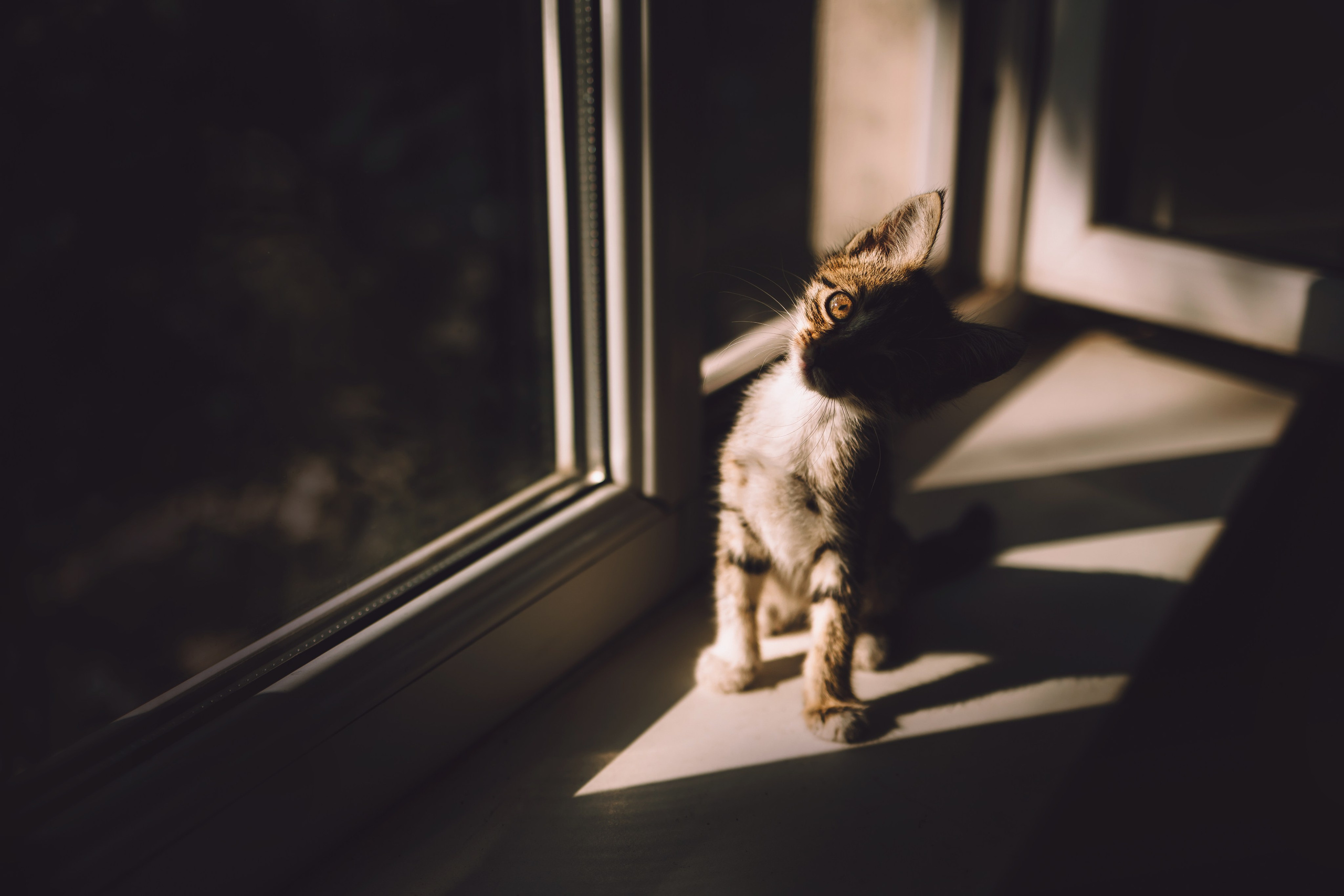 Тоновый контраст — что это и зачем?