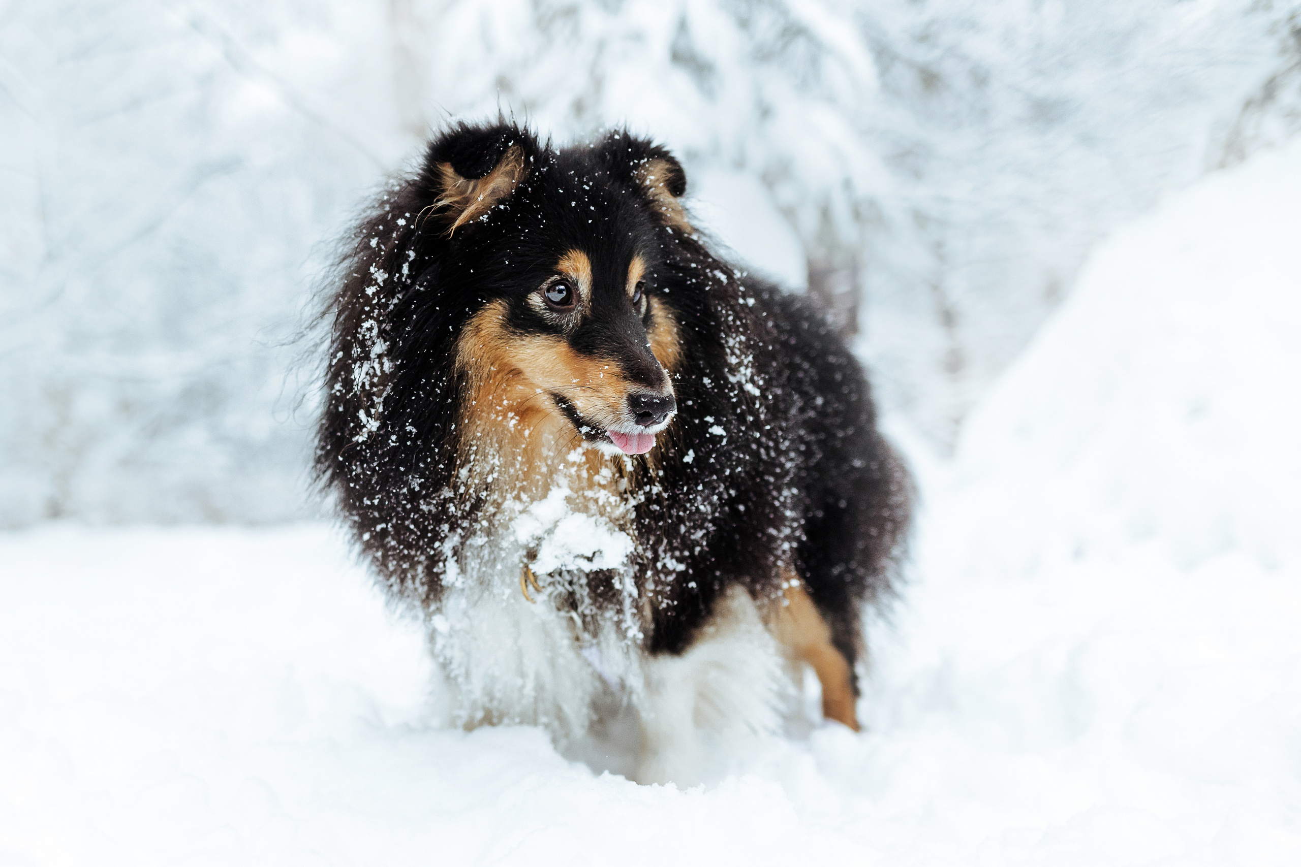 Сколько стоит быть фотографом-анималистом?