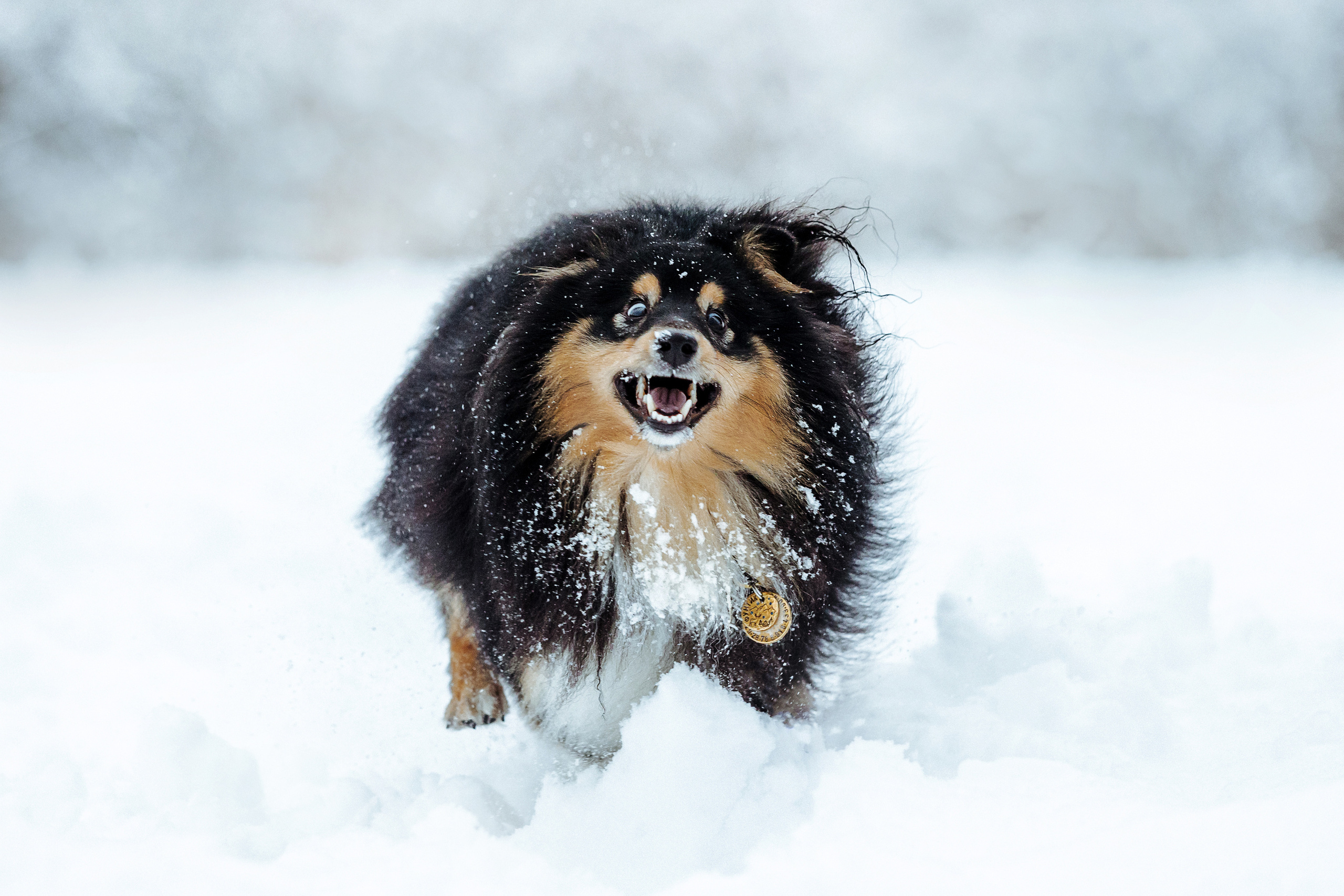 Сколько стоит быть фотографом-анималистом?