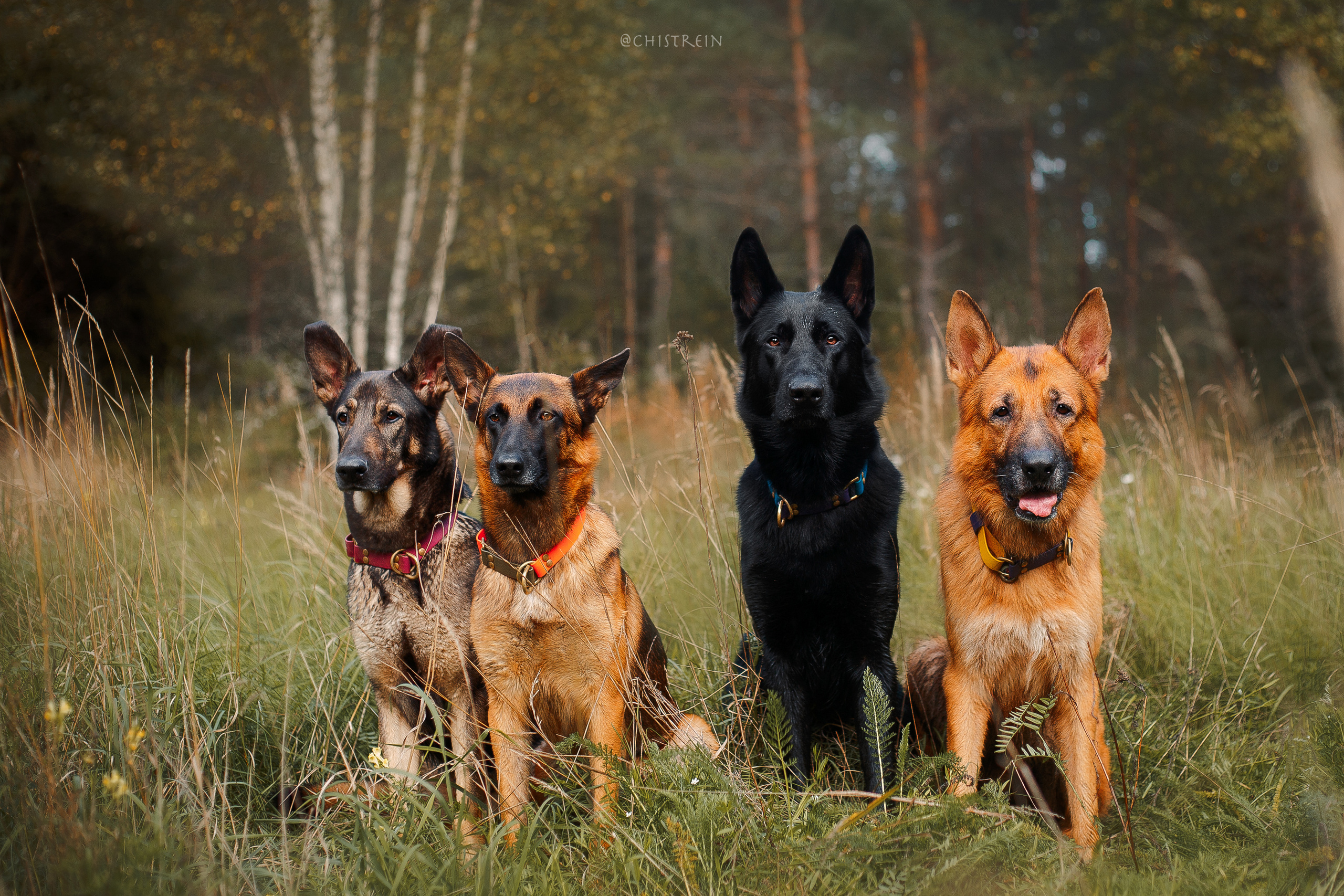 Дрессировка собак. Фотограф-анималист Наталия Чистюхина в г. Сосновый Бор и ЛО