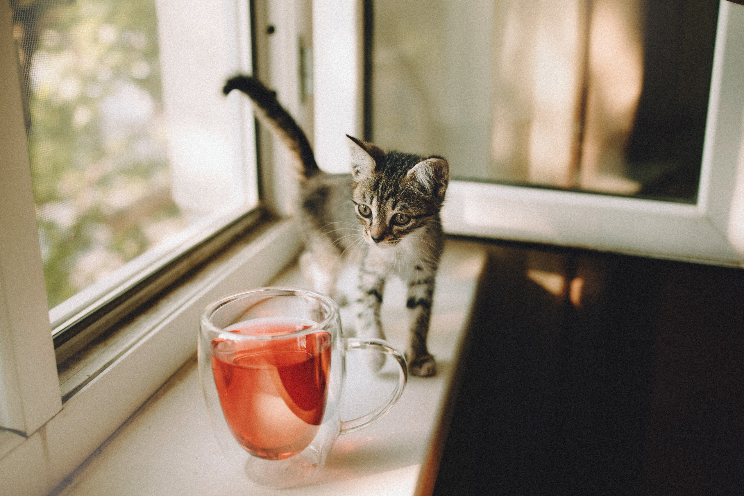 Более 30 идей для фотосессии с котенком