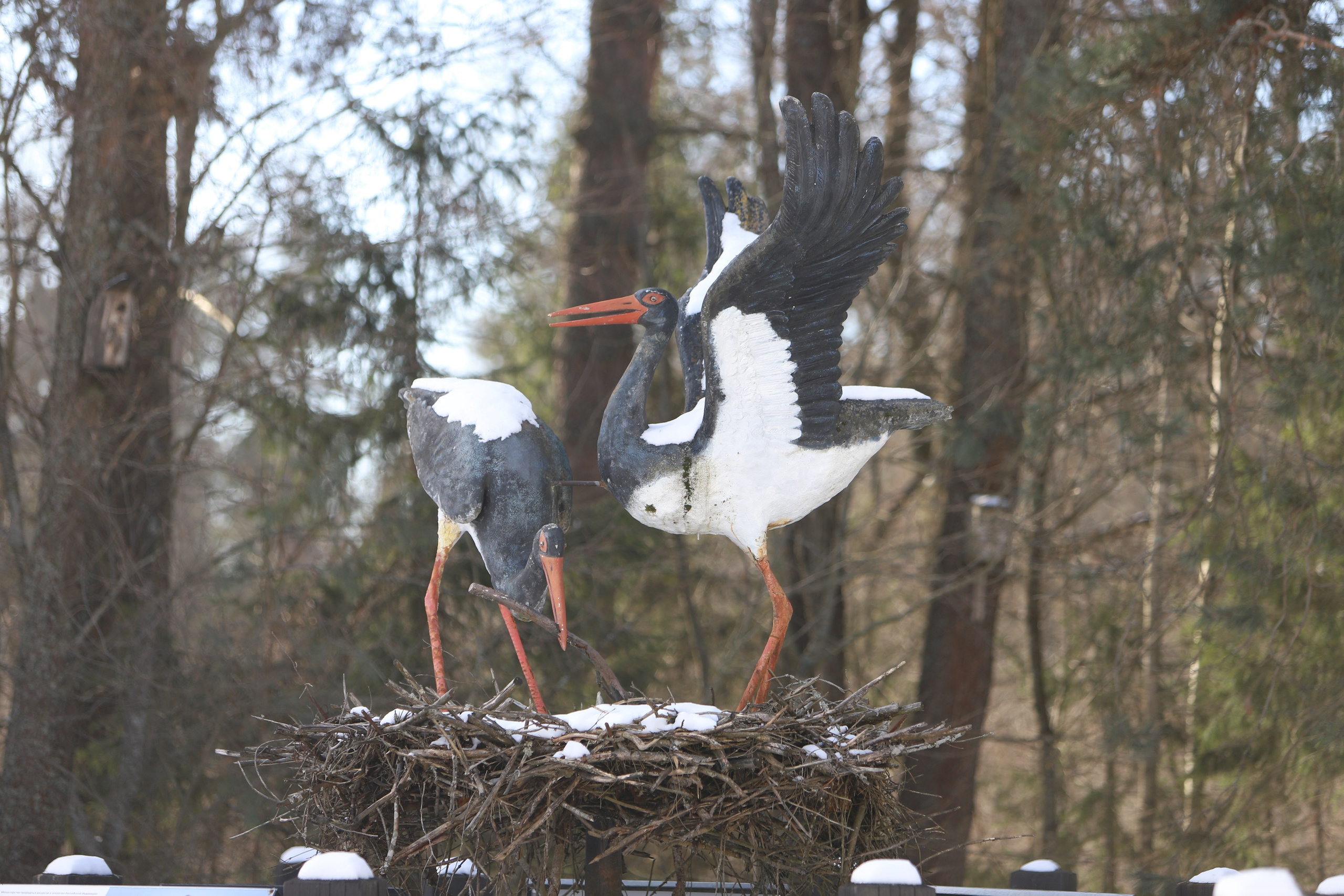 Брянский лес. «Книжка с картинками» Фотограф Наталья Цыбина