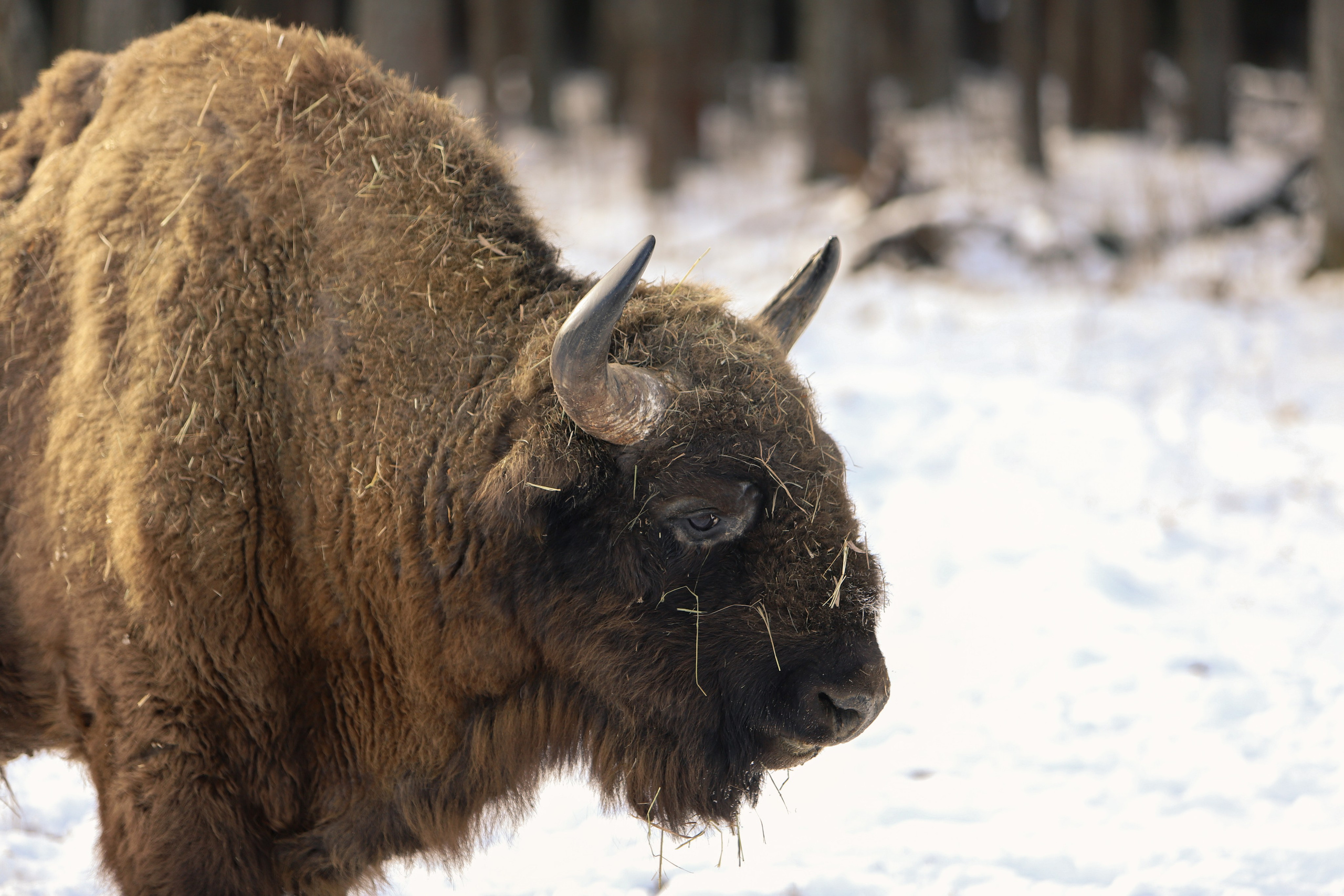 Брянский лес. «Книжка с картинками» Фотограф Наталья Цыбина