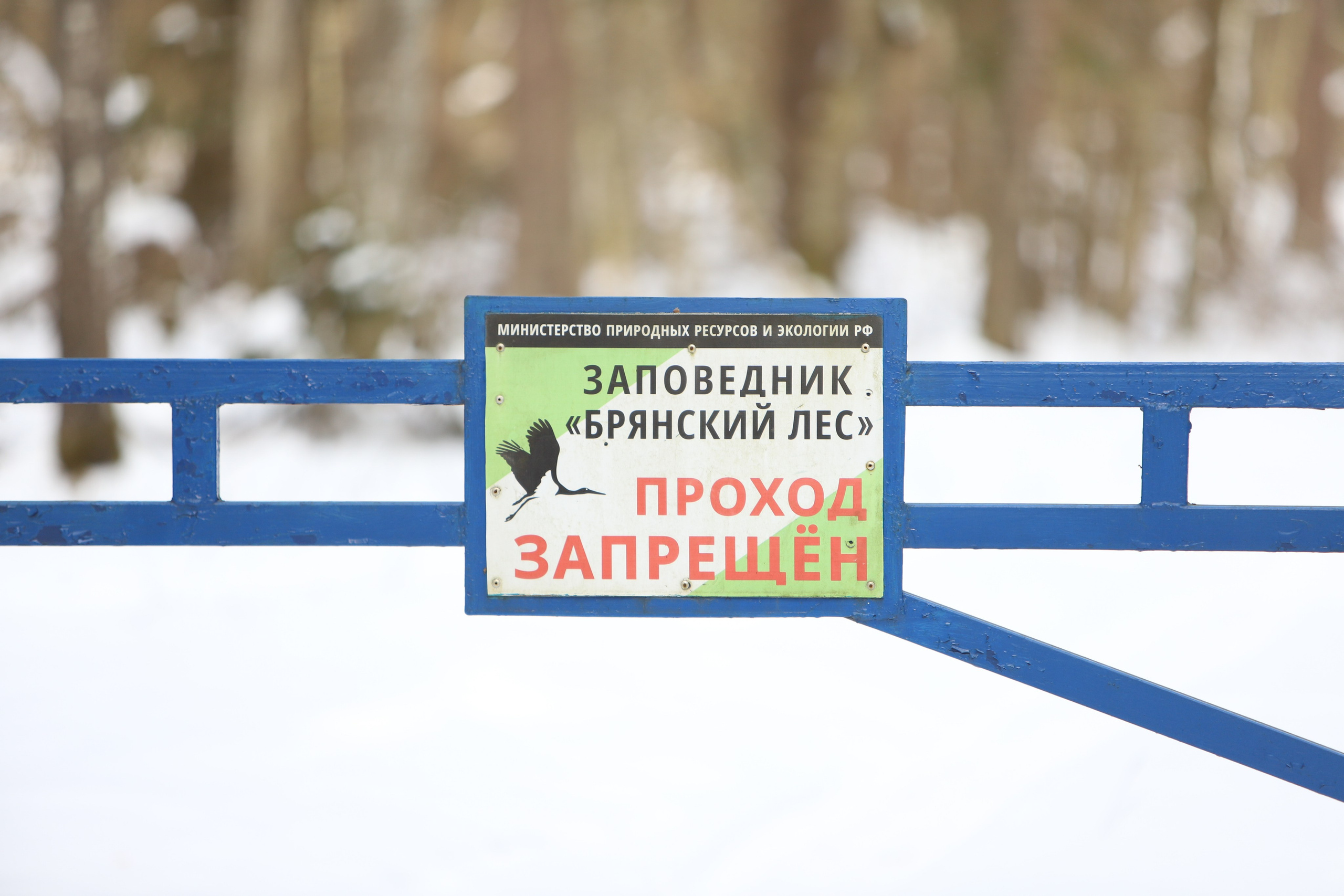 Брянский лес. «Книжка с картинками» Фотограф Наталья Цыбина