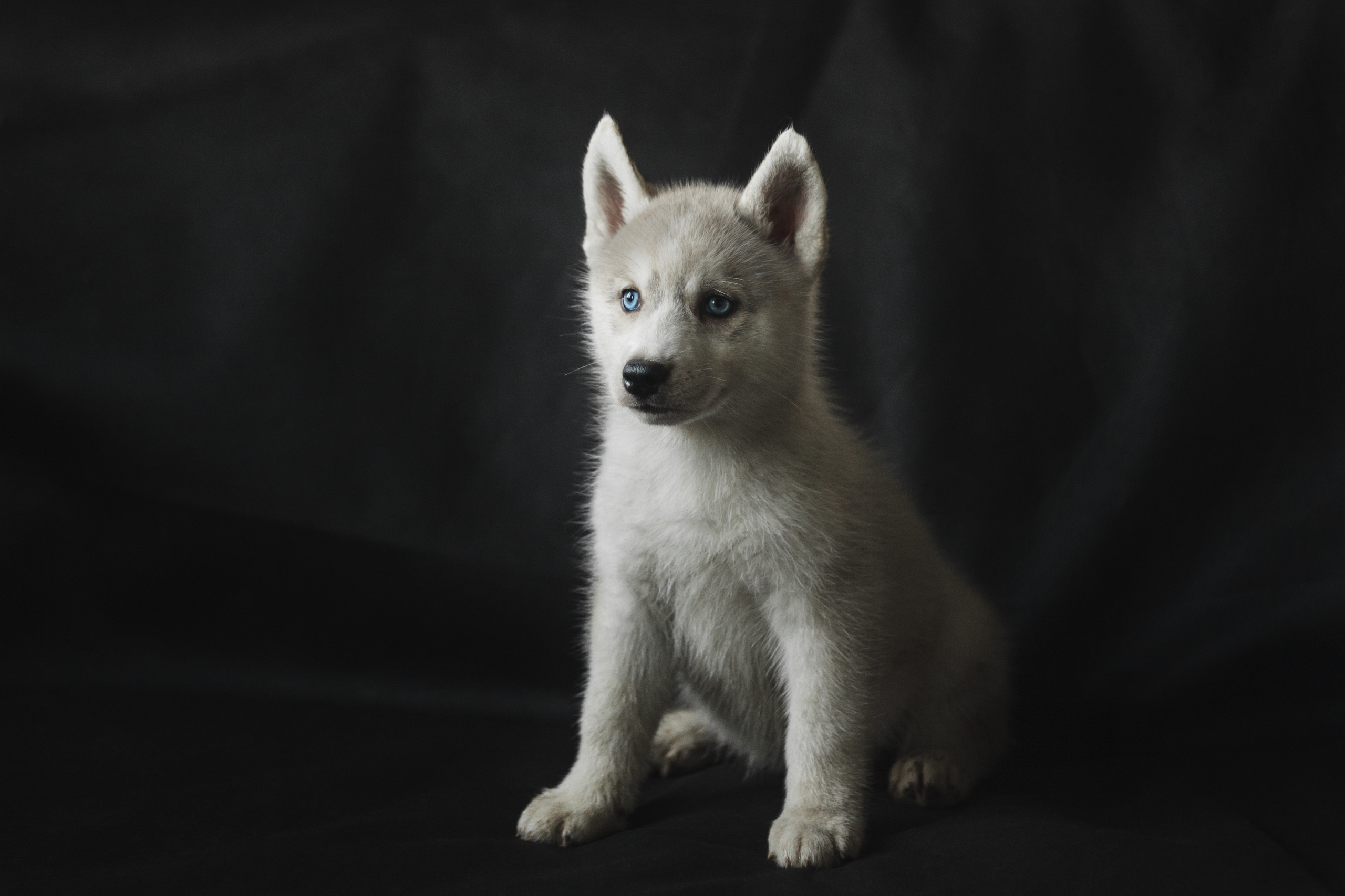 Услуги. Фотограф-анималист Татьяна Степанова