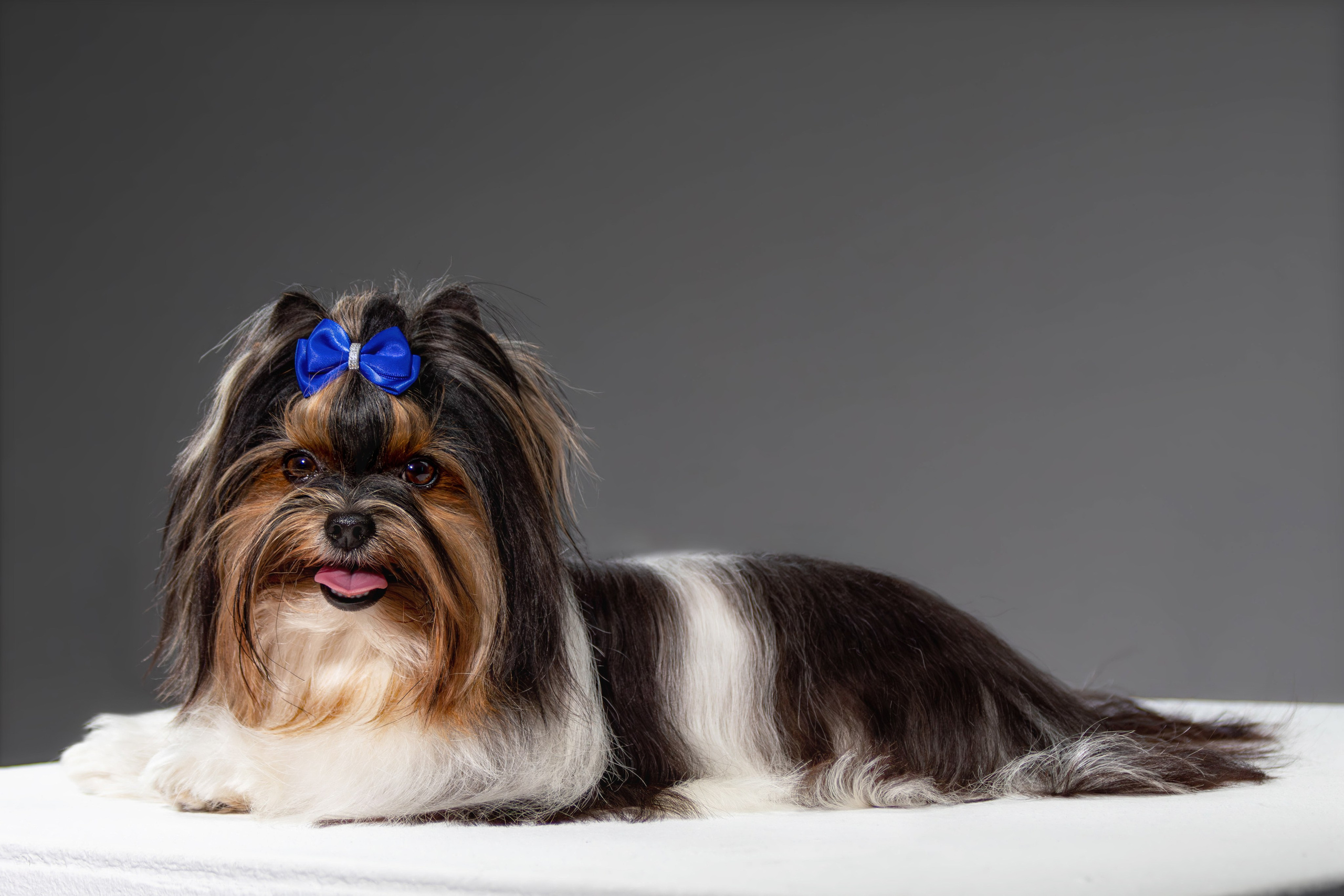 Фотограф-анималист, арт-проекты, репортажная съёмка. Фотограф анималист — Тула, Москва