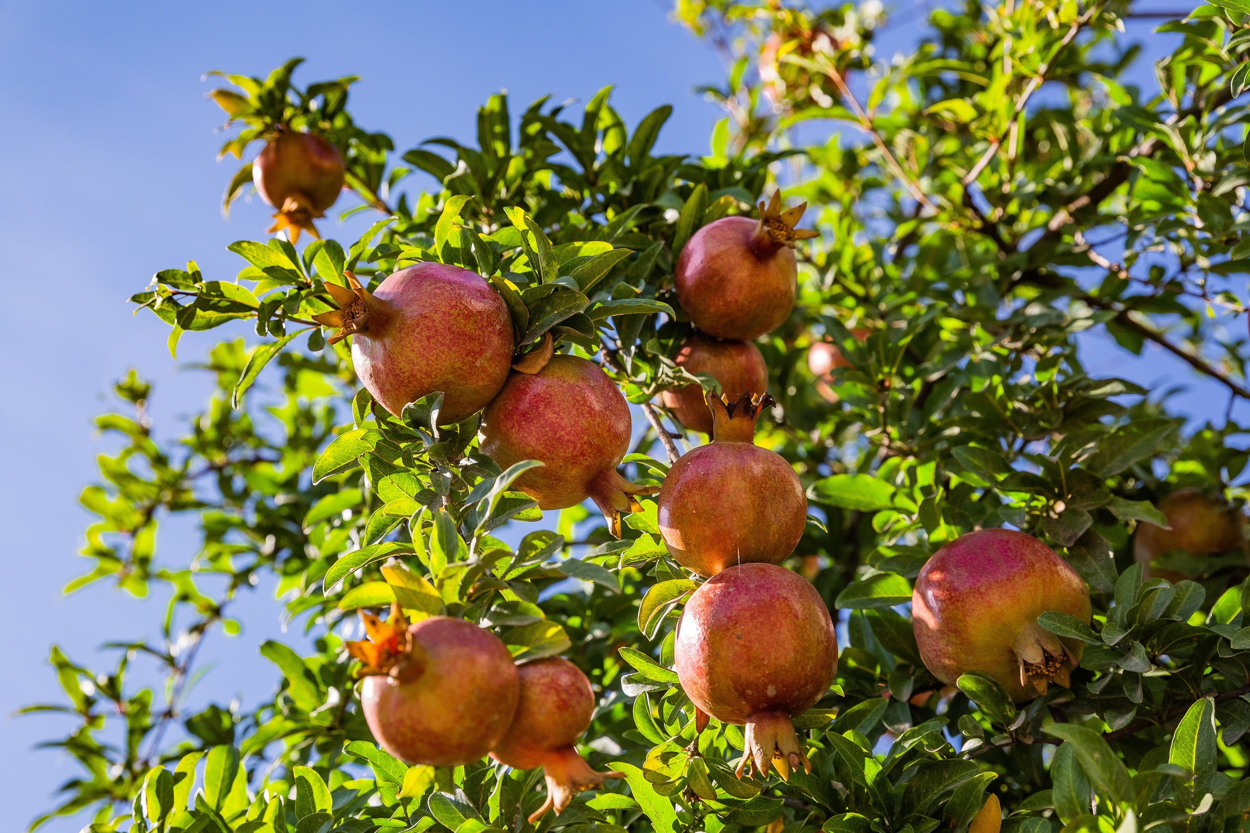 2022 — Дагестан. OneSnap