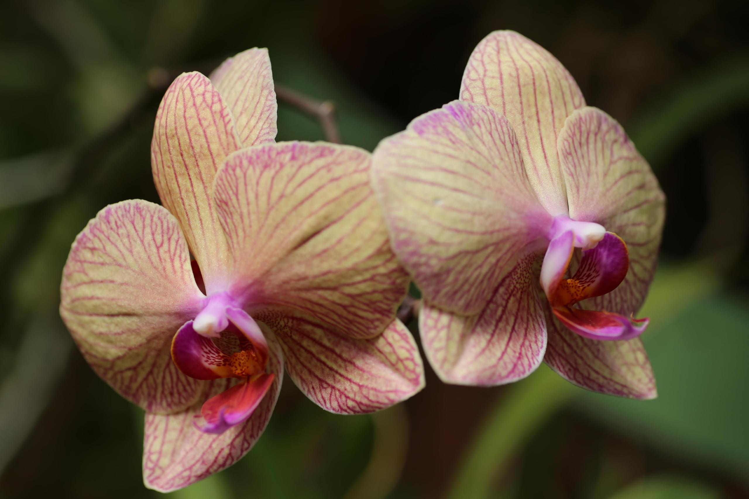 2017 — Шри — Ланка. OneSnap