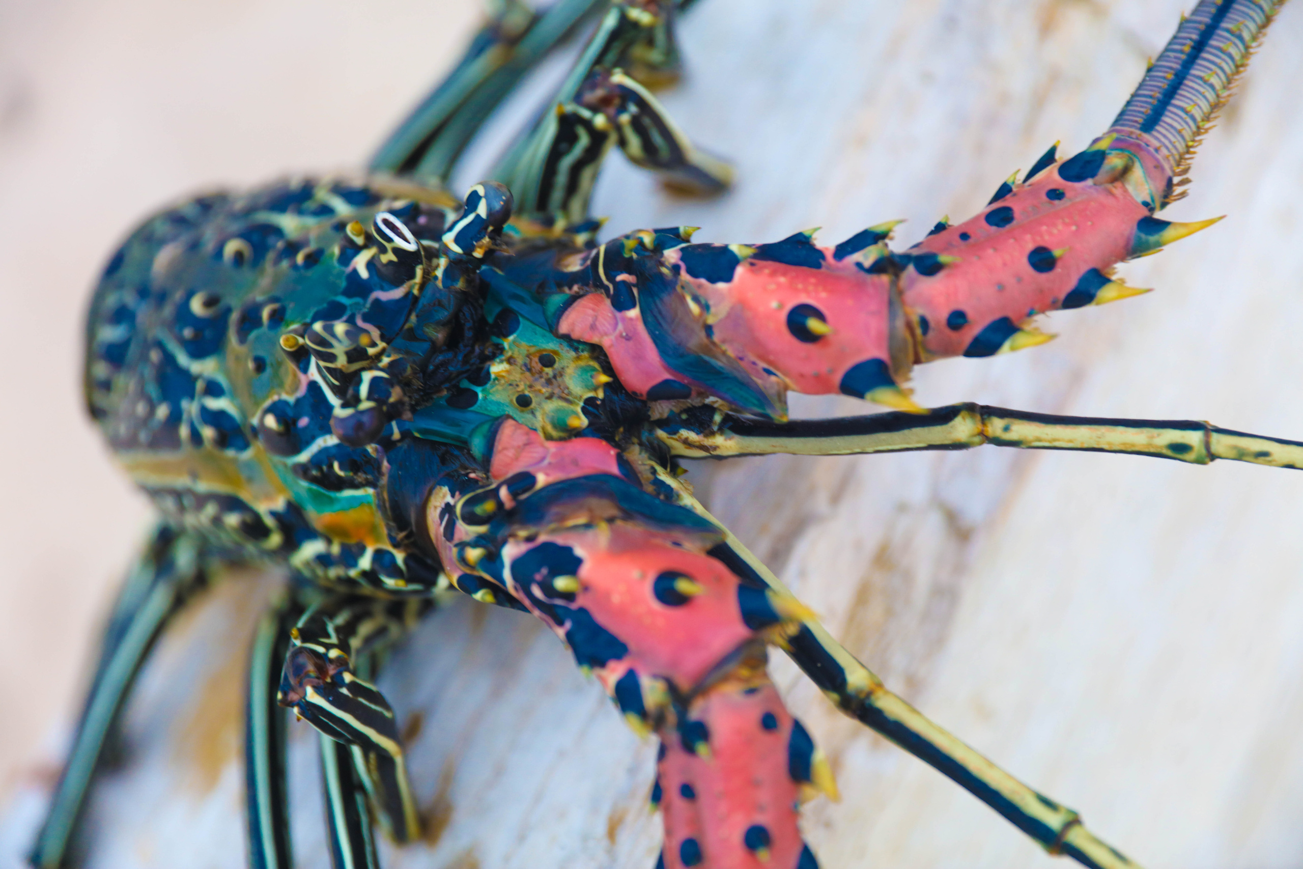 2019 — Шри Ланка. OneSnap