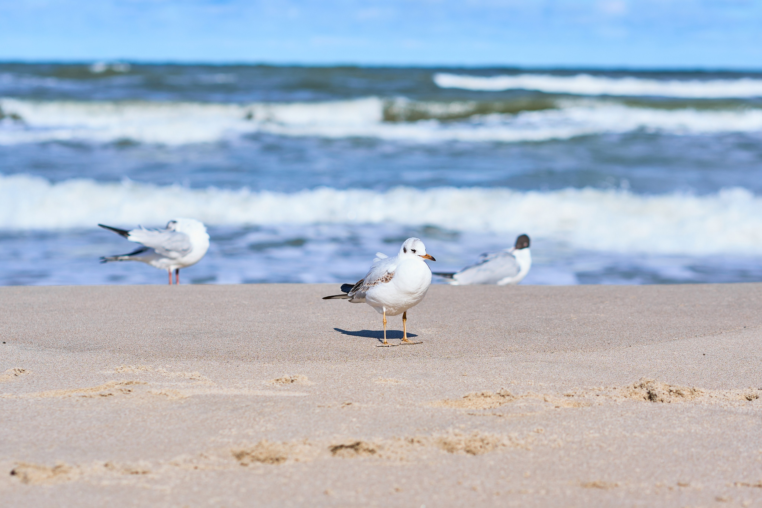 Зеленоградск. Фотограф в Москве Анастасия Баева