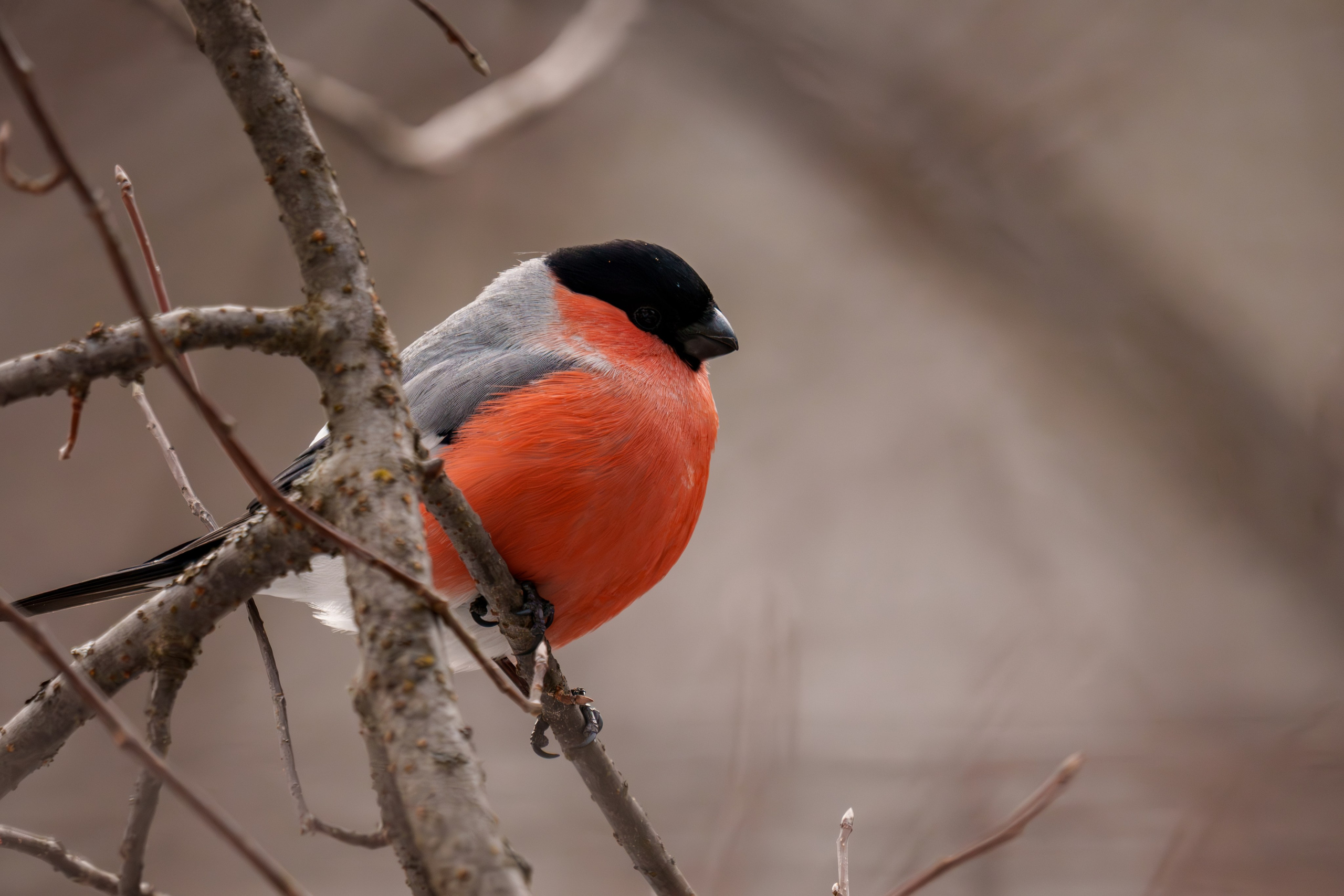 Снегирь. Донеал Скнарь — концертный фотограф