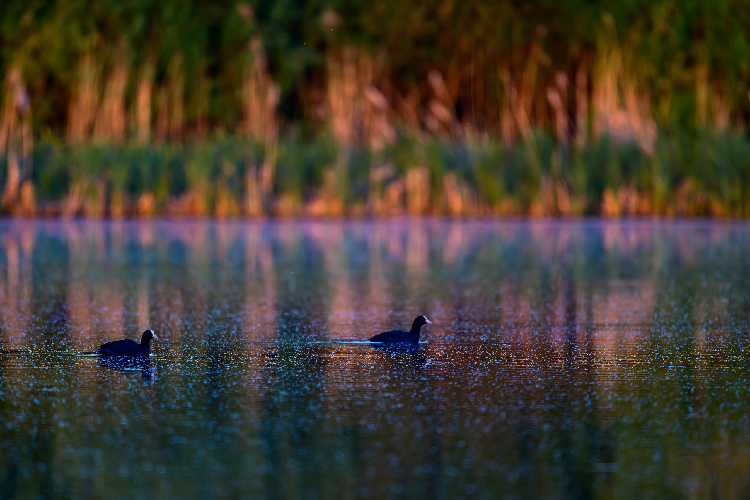 Лунь атакует сову. Фотограф Сергей Пупонин