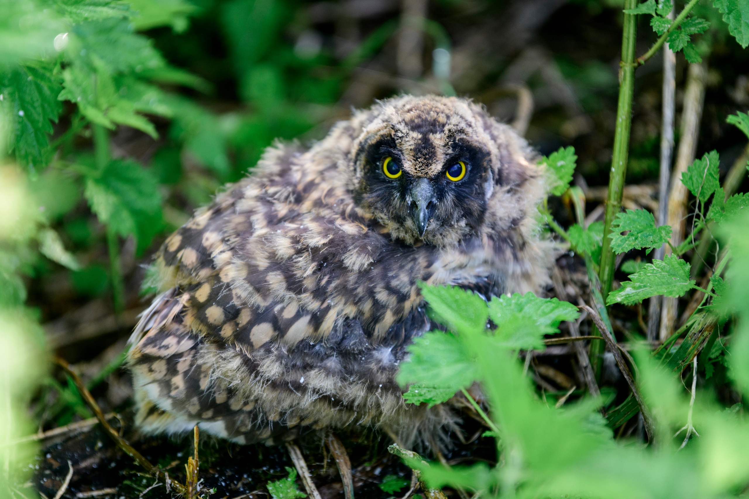 Совята. The owlets. Фотограф Сергей Пупонин