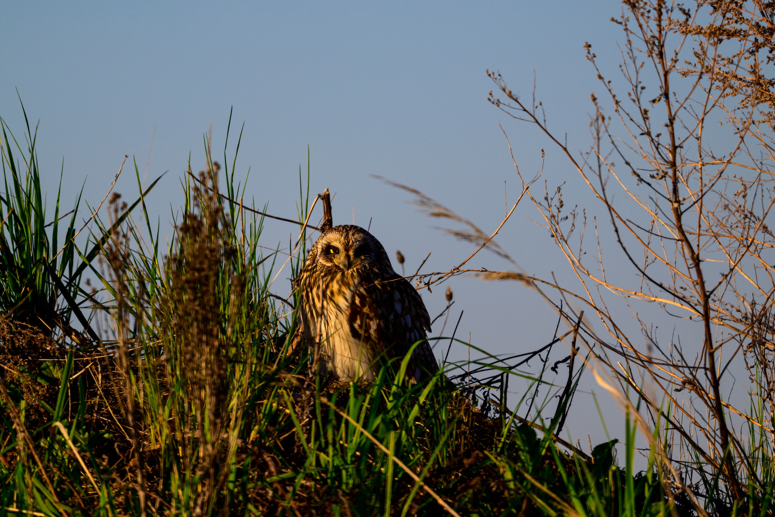 Совы на восходе. Wildlife photography by Sergey Puponin