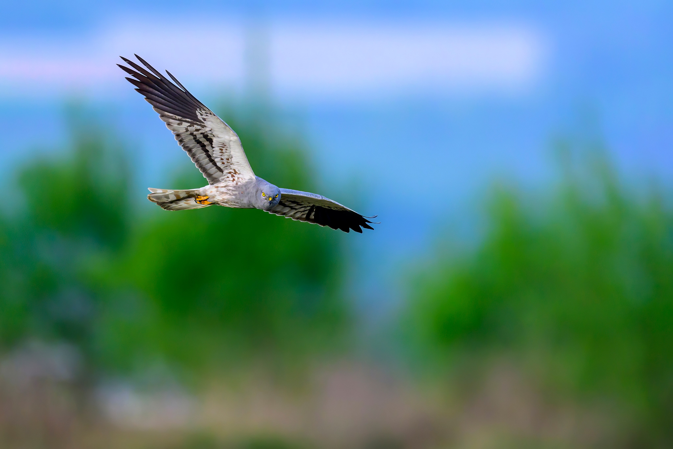Луговой лунь. Фотограф Сергей Пупонин
