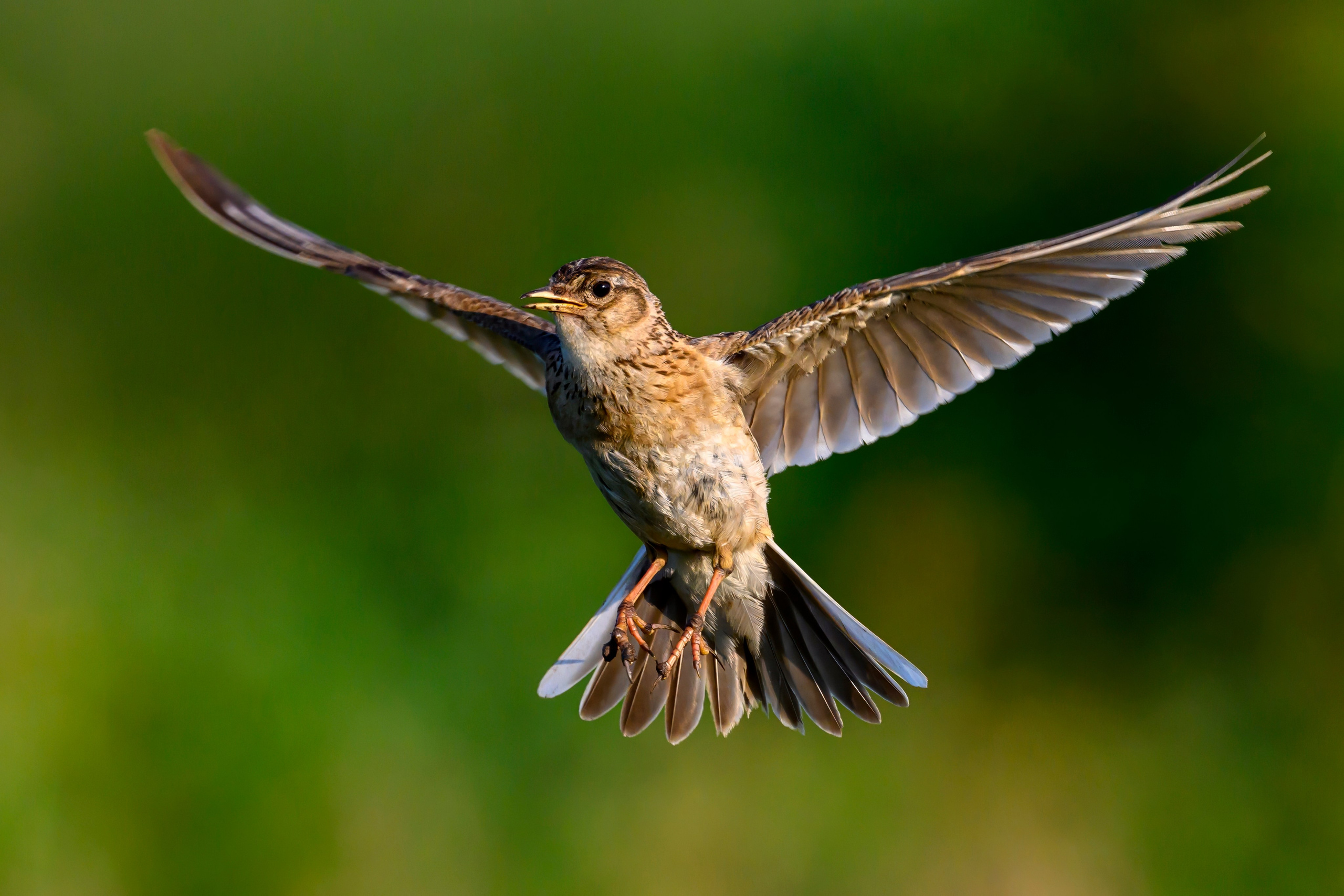 Совы и кулики. Wildlife photography by Sergey Puponin